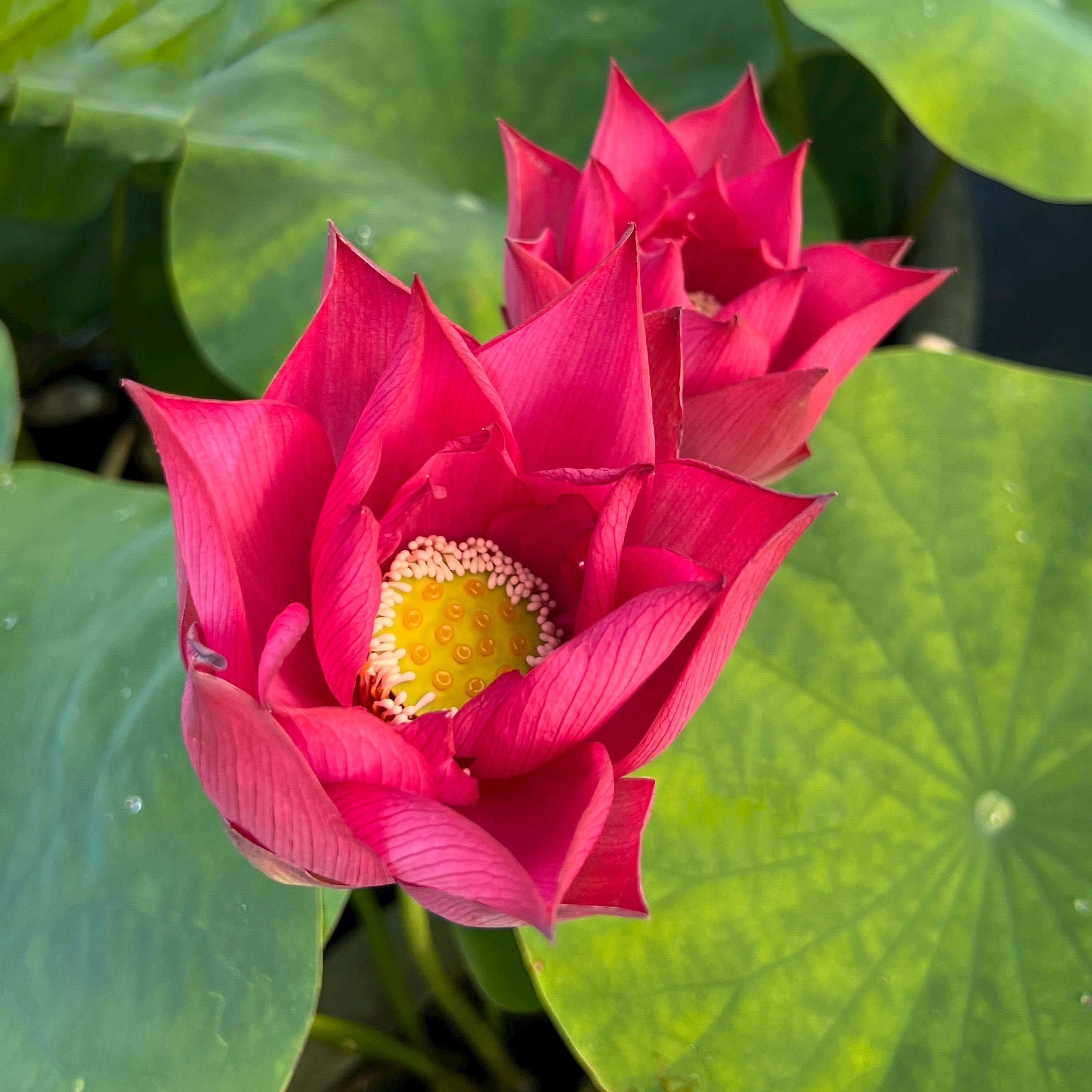 Chu Chu Red Lotus (Bare Root)