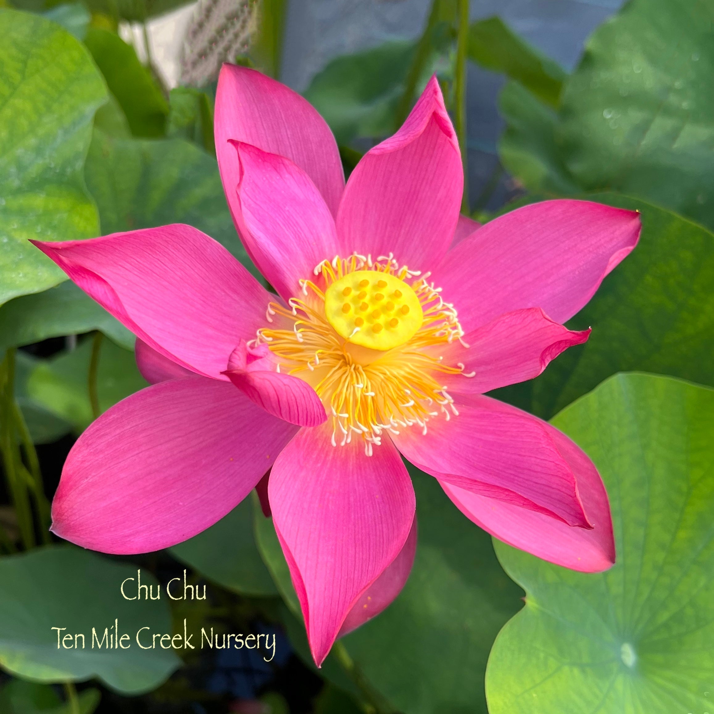 Chu Chu Red Lotus (Bare Root)