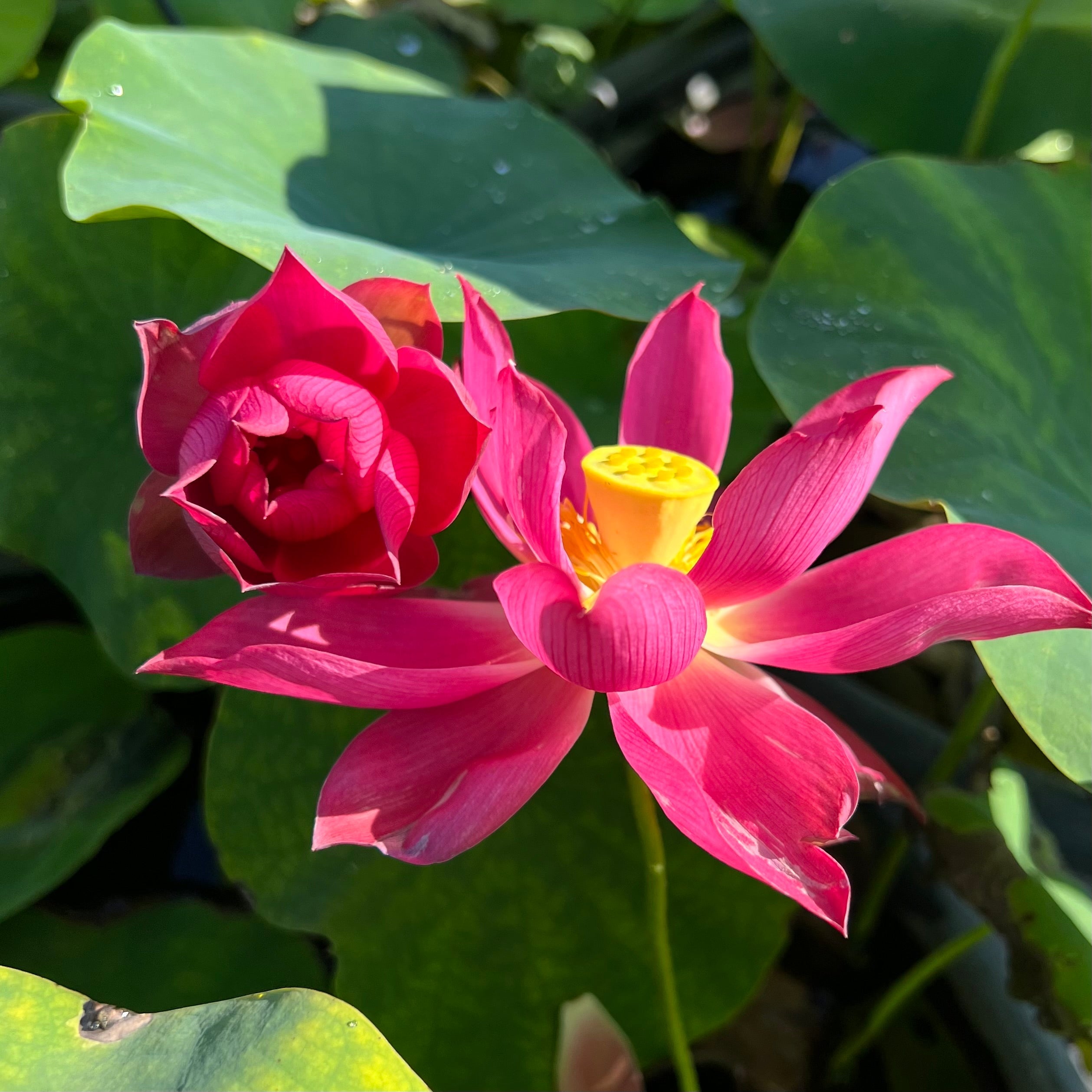 Chu Chu Red Lotus (Bare Root)