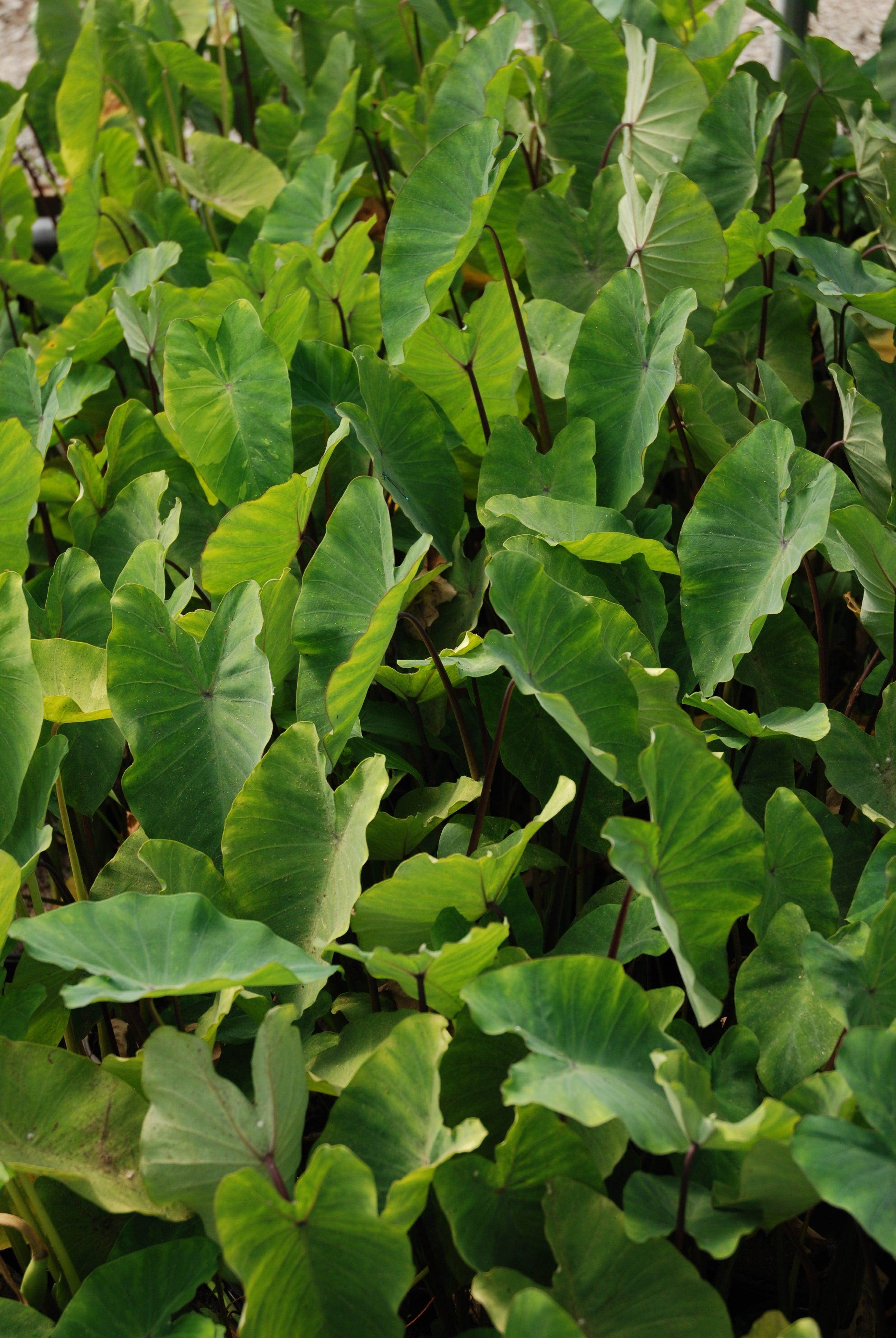 Colocasia esculenta 'Chicago Harlequin Taro' (Bare Root) - Play It Koi