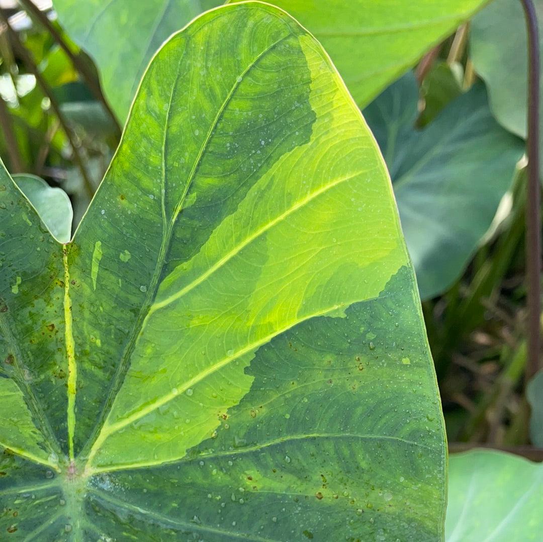 Colocasia esculenta 'Chicago Harlequin Taro' (Bare Root) - Play It Koi