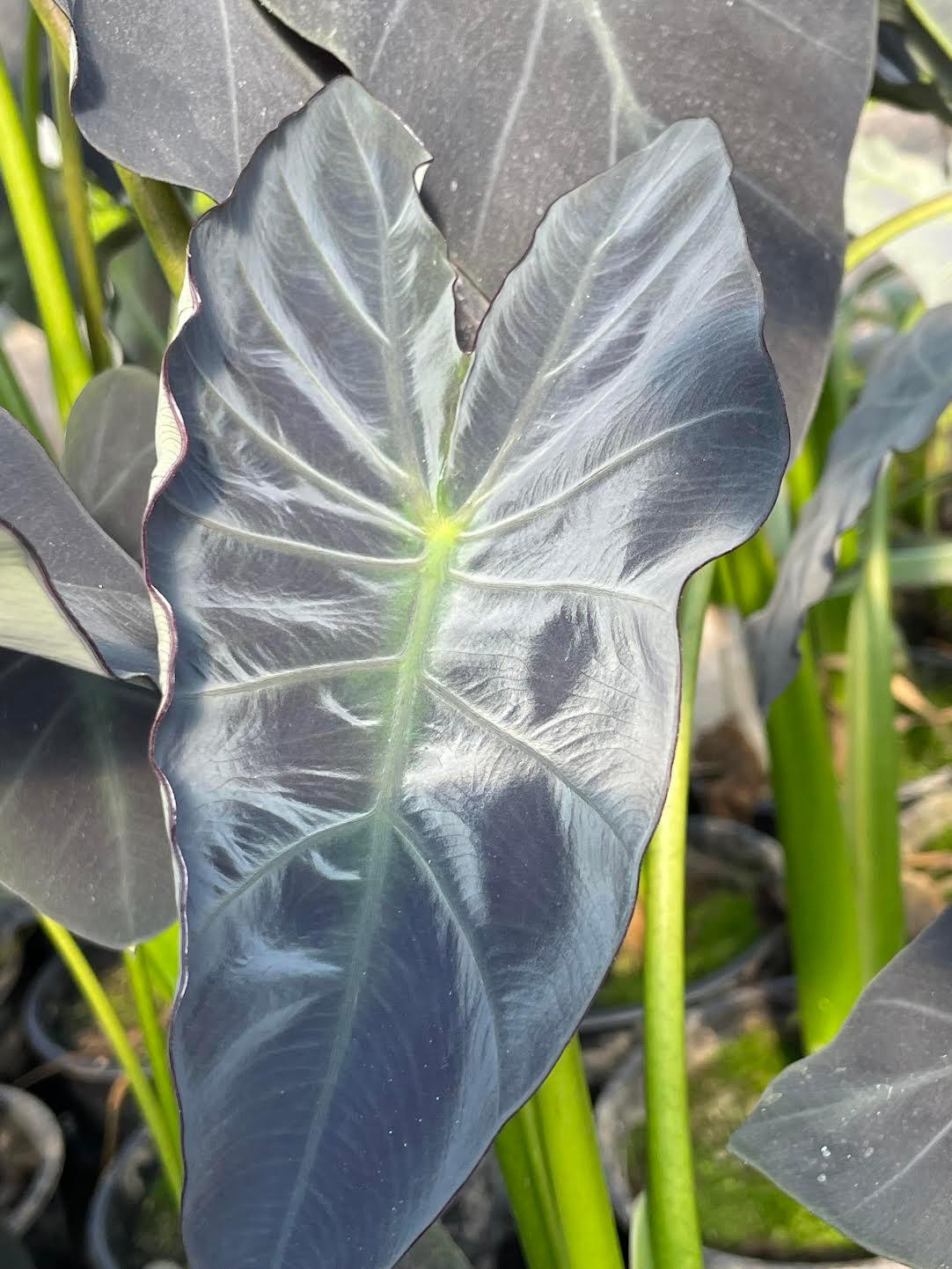 Colocasia esculenta - 'Coal Miner' (Bare Root) - Play It Koi
