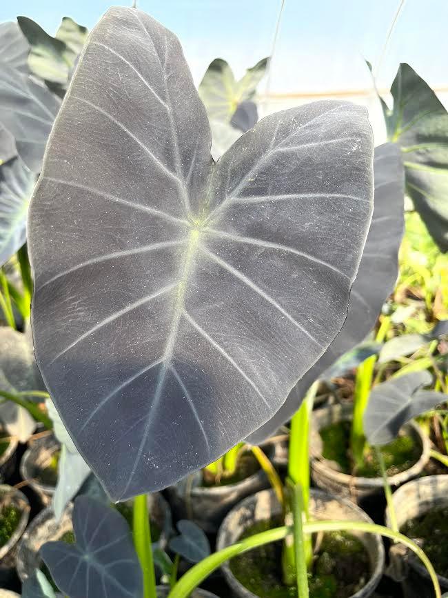 Colocasia esculenta - 'Coal Miner' (Bare Root) - Play It Koi