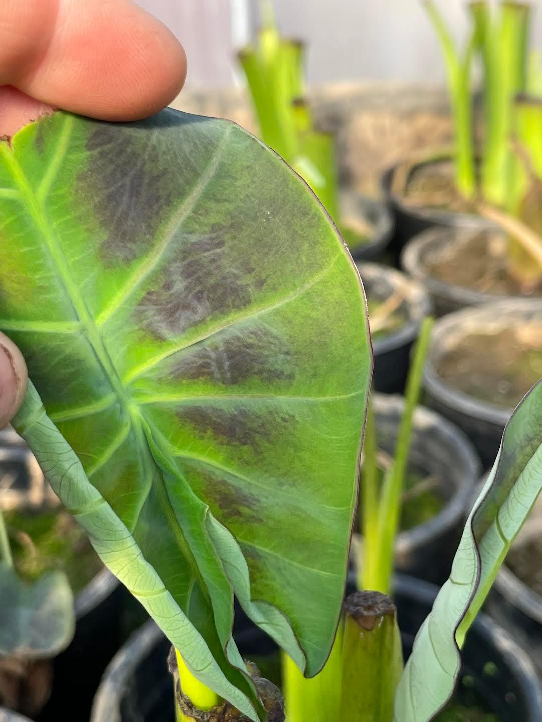 Colocasia esculenta - 'Coal Miner' (Bare Root) - Play It Koi