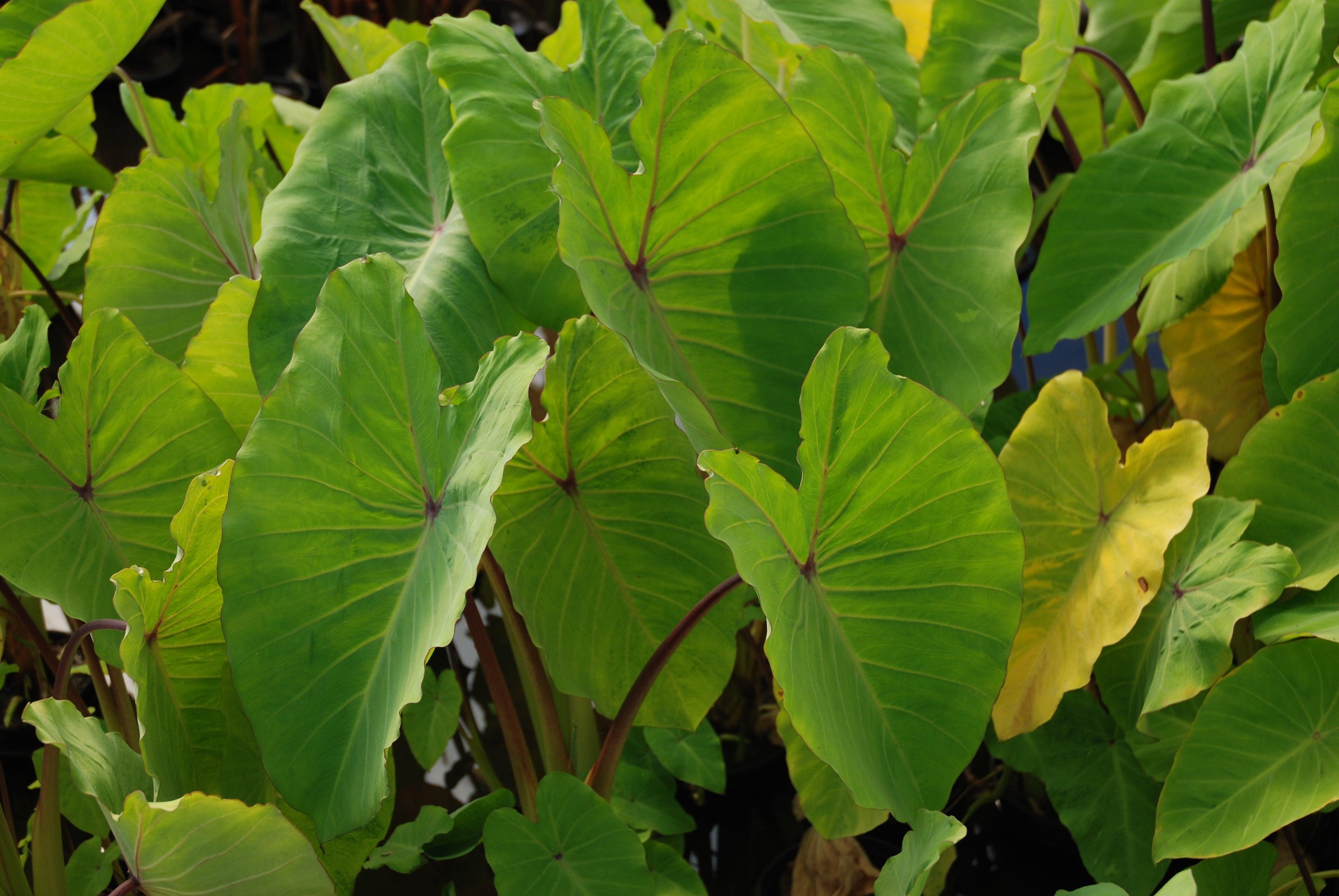 Colocasia esculenta 'Elena' (Lime - yellow taro) (Bare Root) - Play It Koi