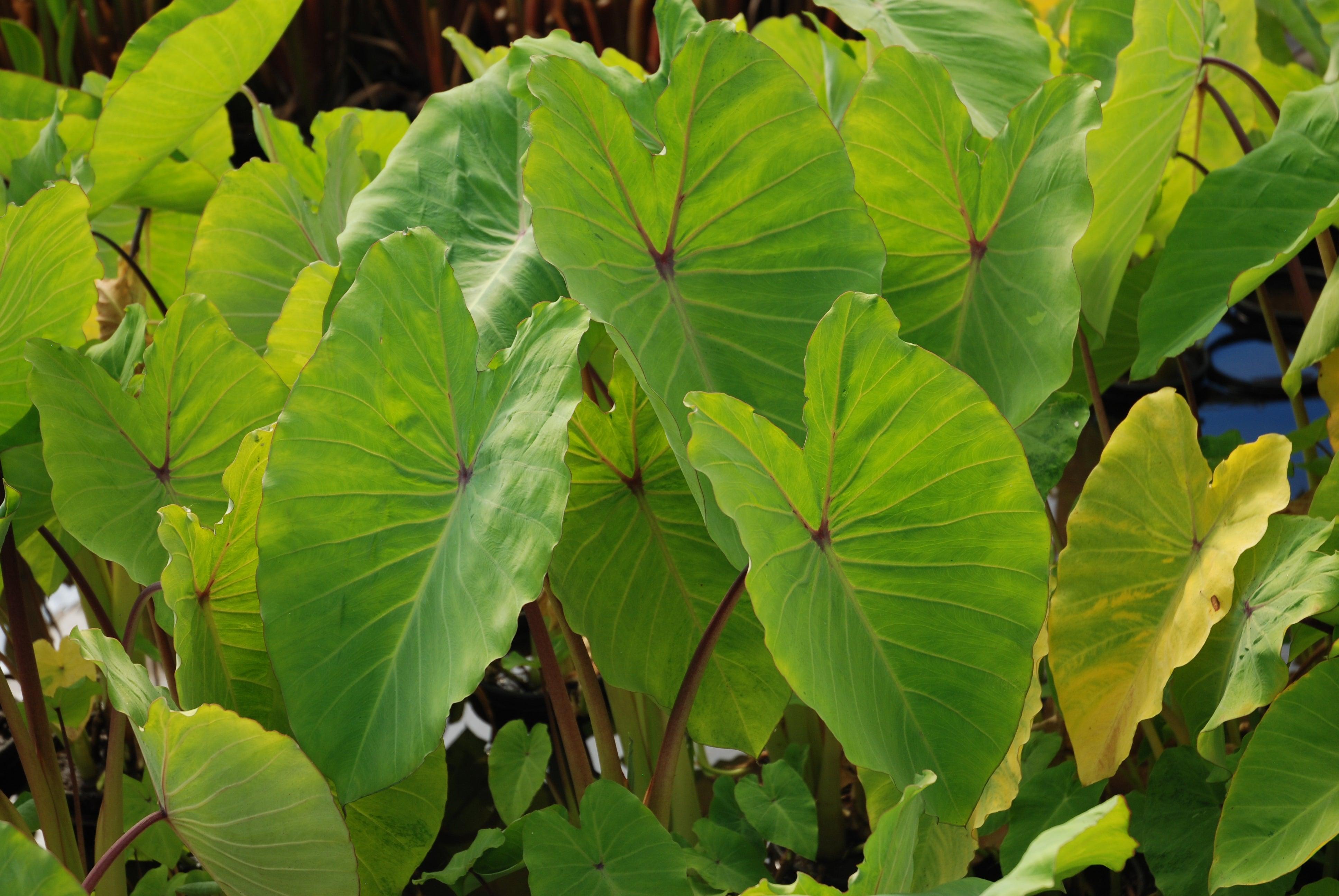 Colocasia esculenta 'Elena' (Lime - yellow taro) (Bare Root) - Play It Koi