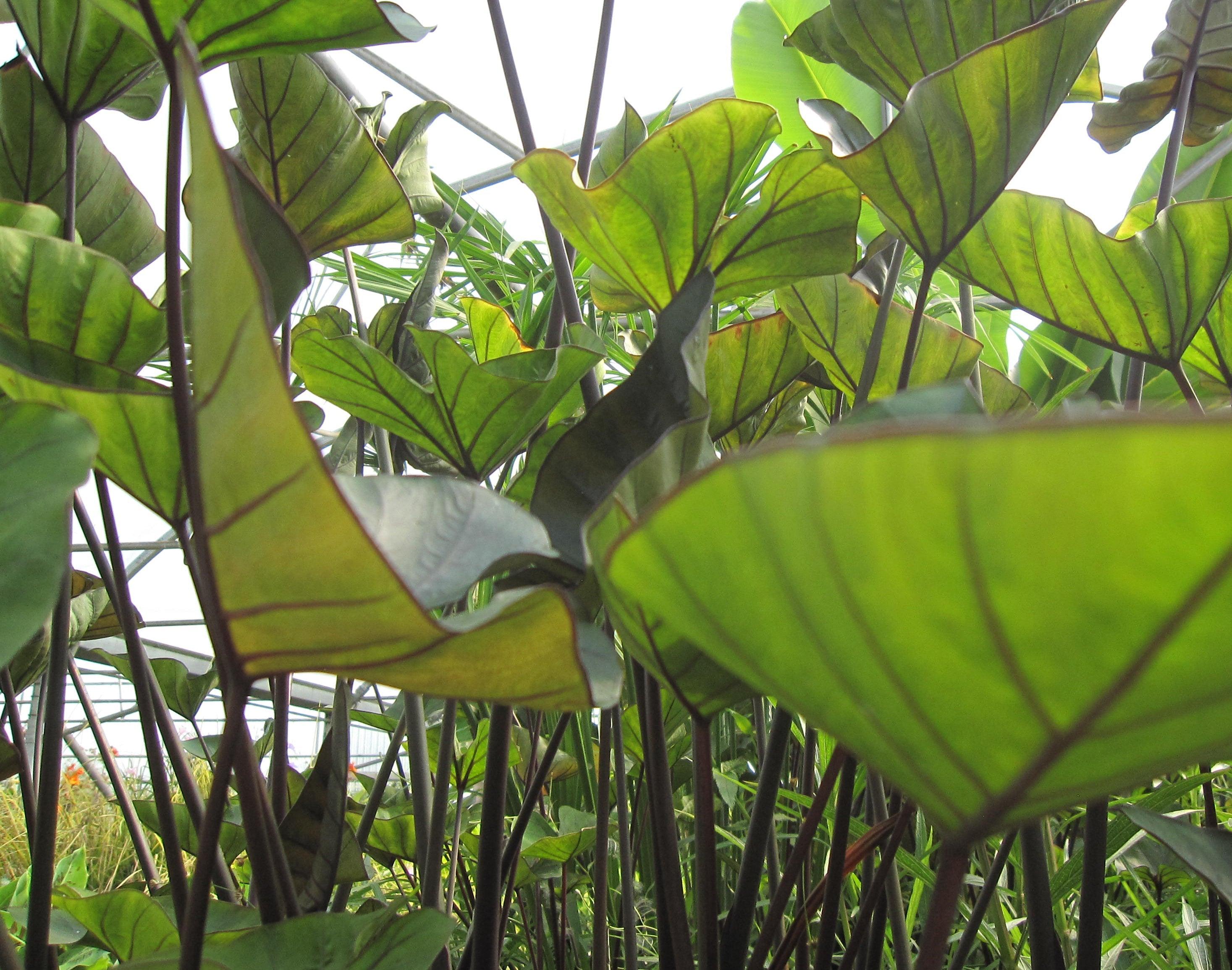 Colocasia - Tea Cup Taro (Bare Root) - Play It Koi