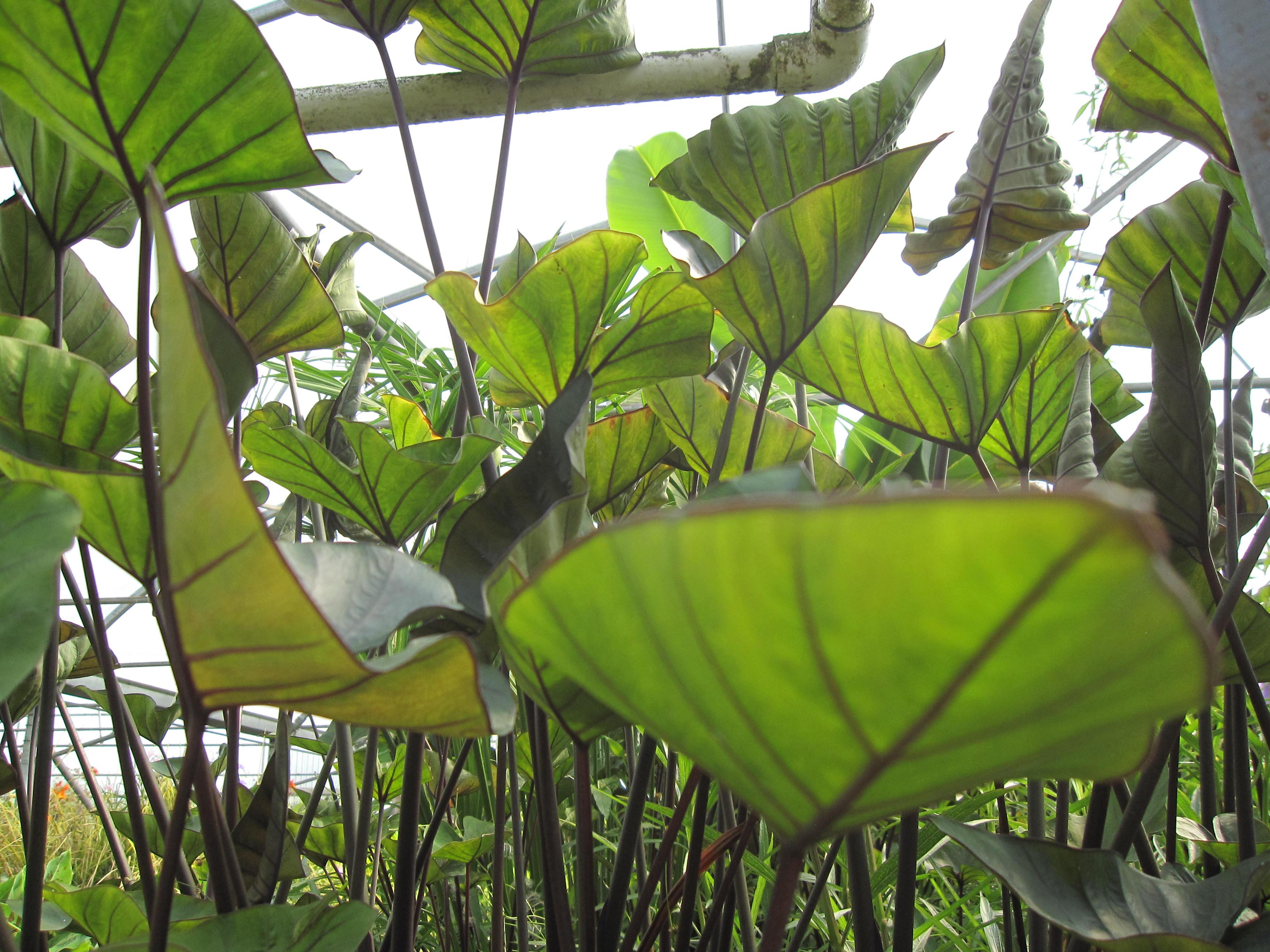 Colocasia - Tea Cup Taro (Bare Root) - Play It Koi