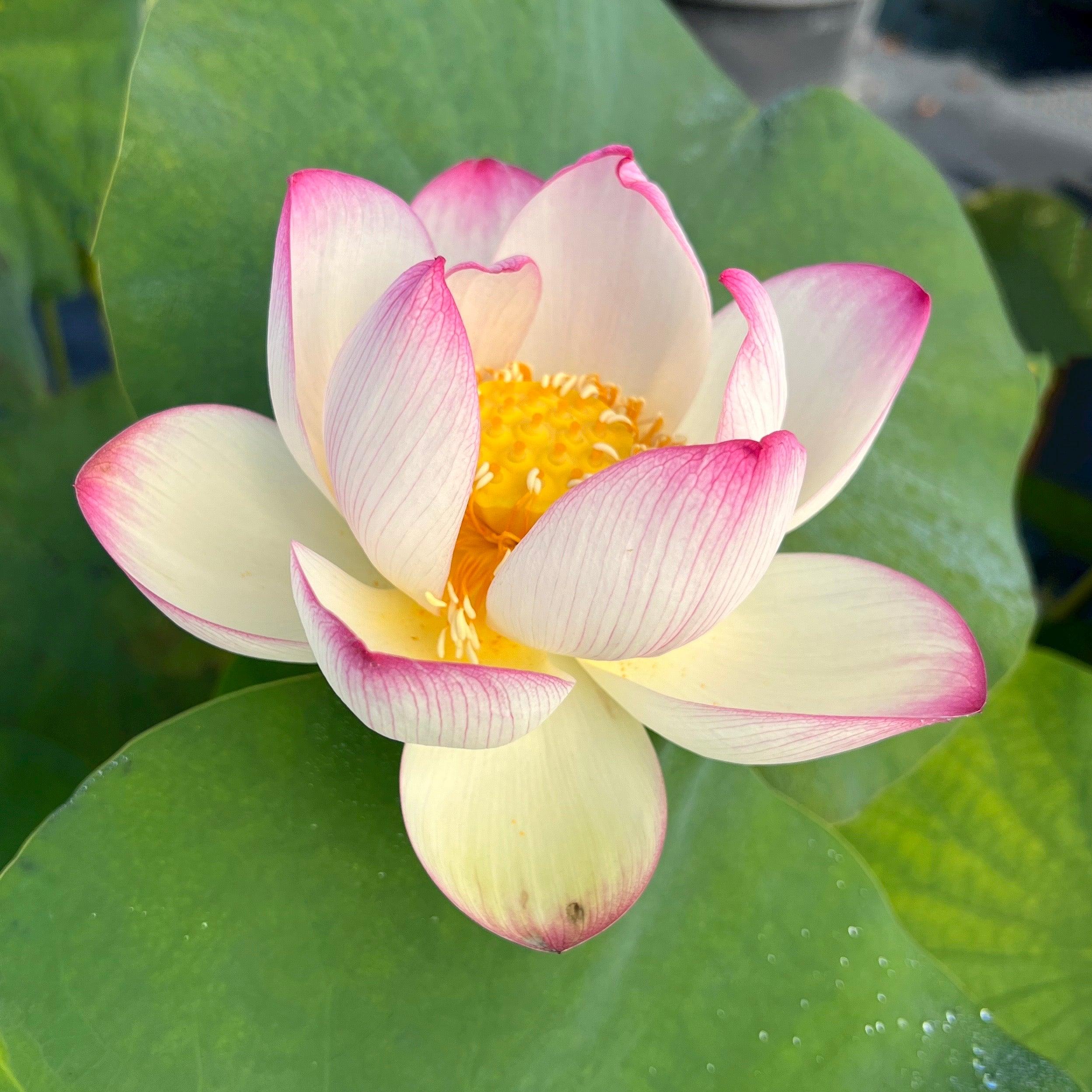 Colorful Cloud Lotus (Bare Root) - Play It Koi