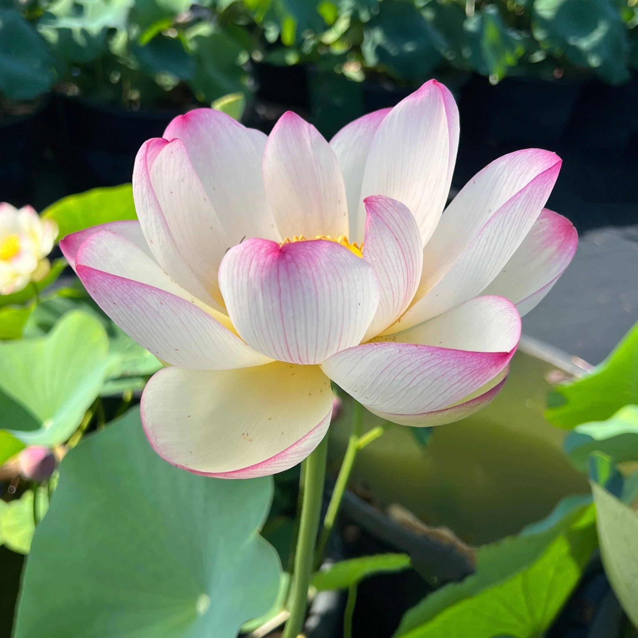 Colorful Cloud Lotus (Bare Root) - Play It Koi