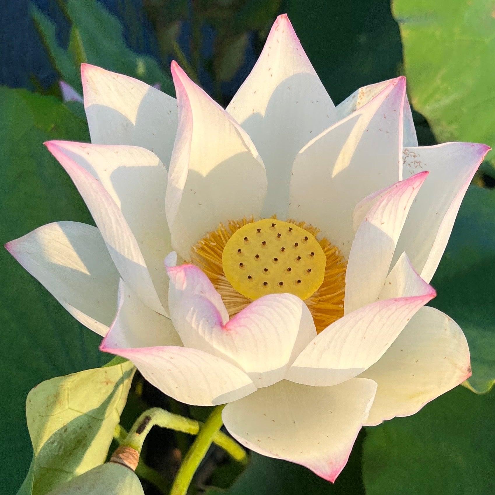 Colorful Jade Lotus (Bare Root) - Play It Koi