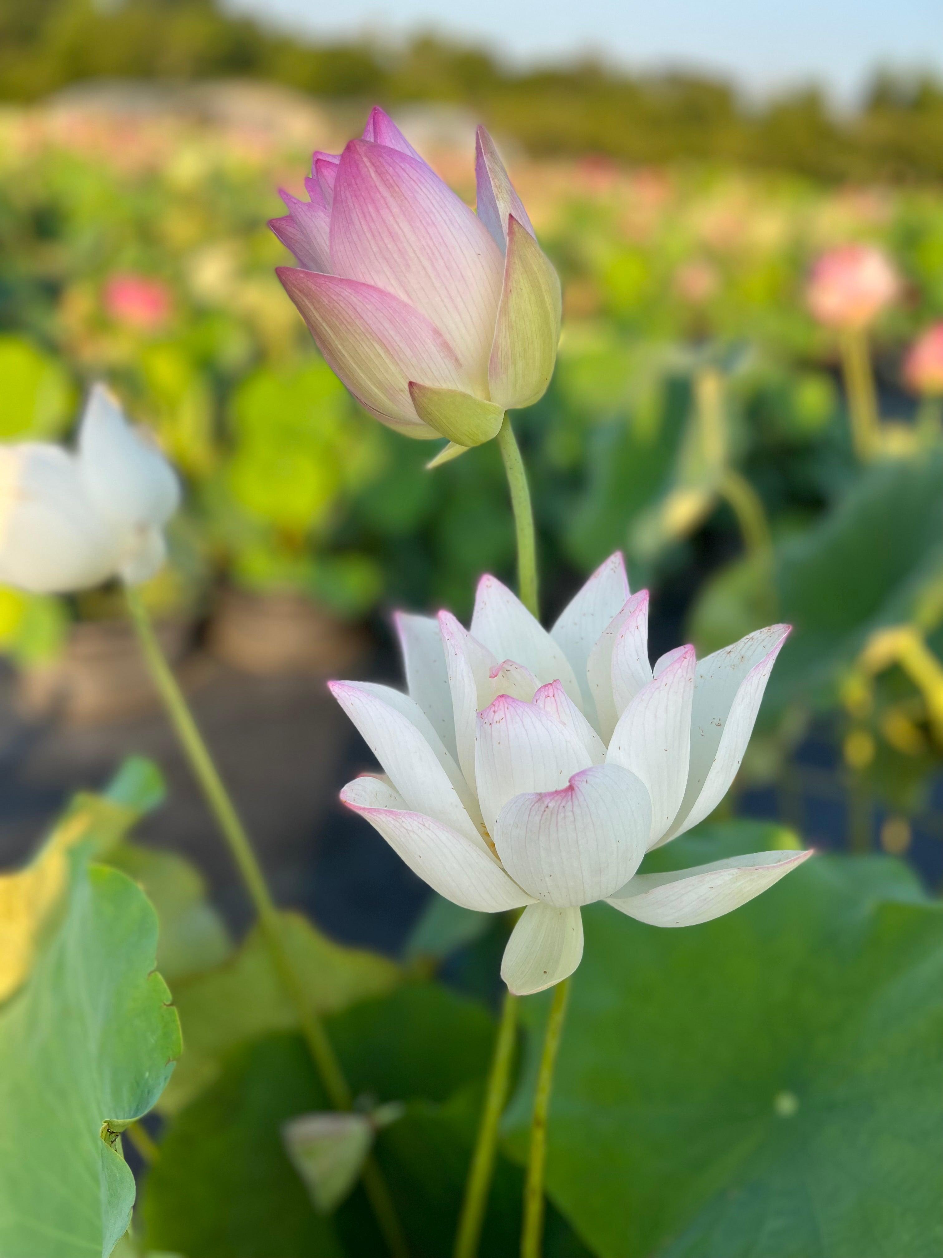 Colorful Jade Lotus (Bare Root) - Play It Koi