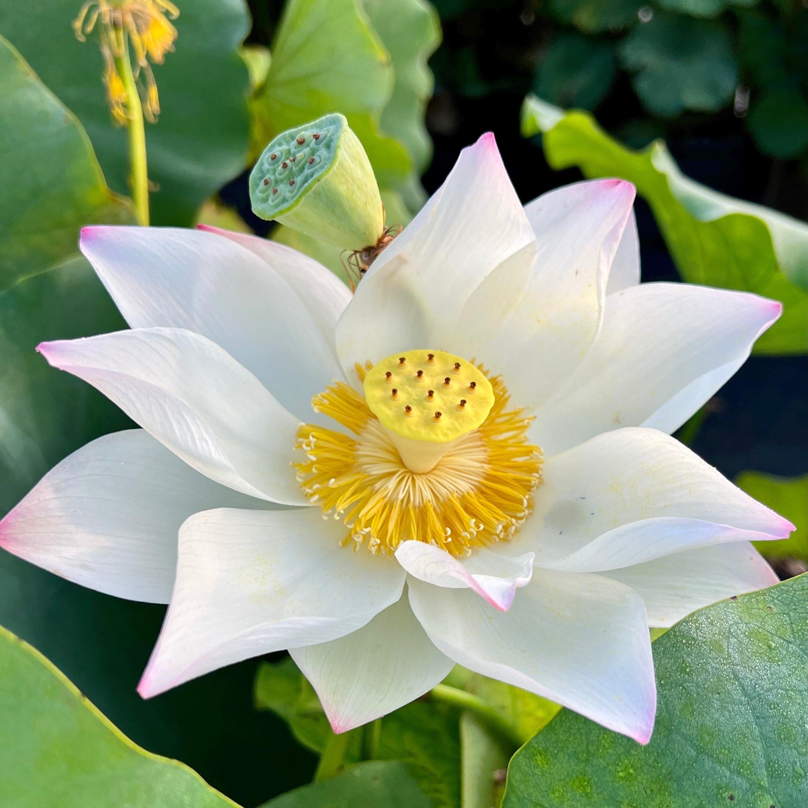 Colorful Jade Lotus (Bare Root) - Play It Koi