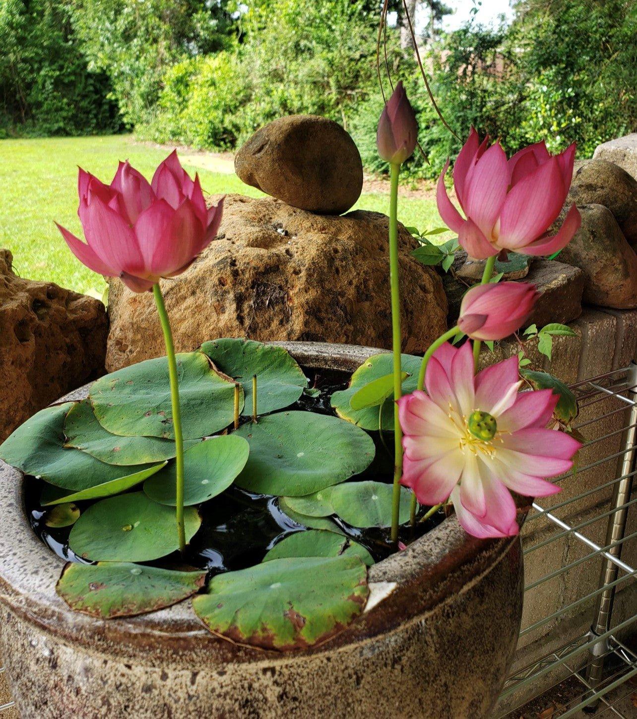 Colorful Lantern in Qinhuai - Tiny Lotus (Bare Root) - Play It Koi