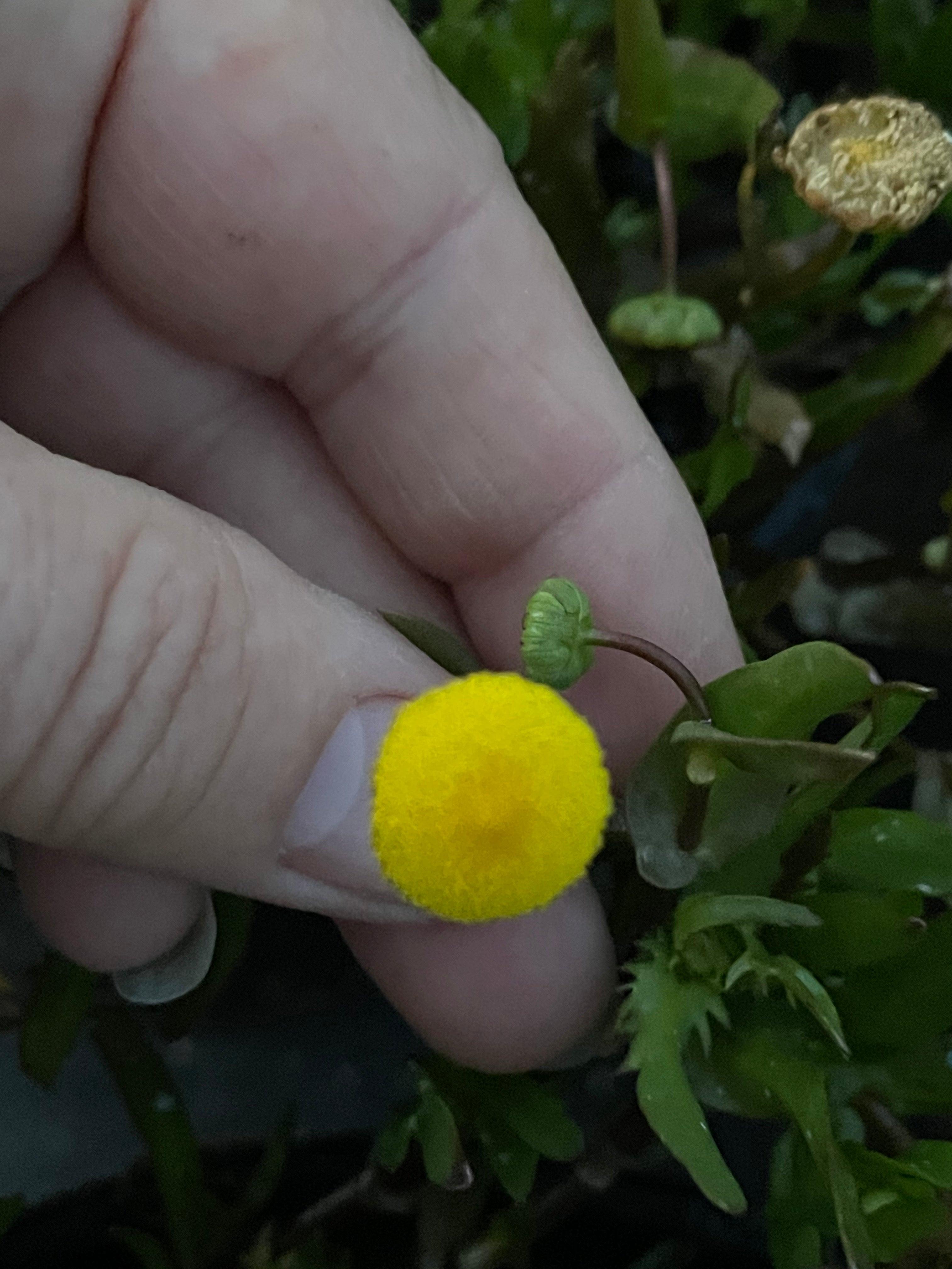 Cortula coronopifolia 'Brass Buttons' (Bare Root) - Play It Koi