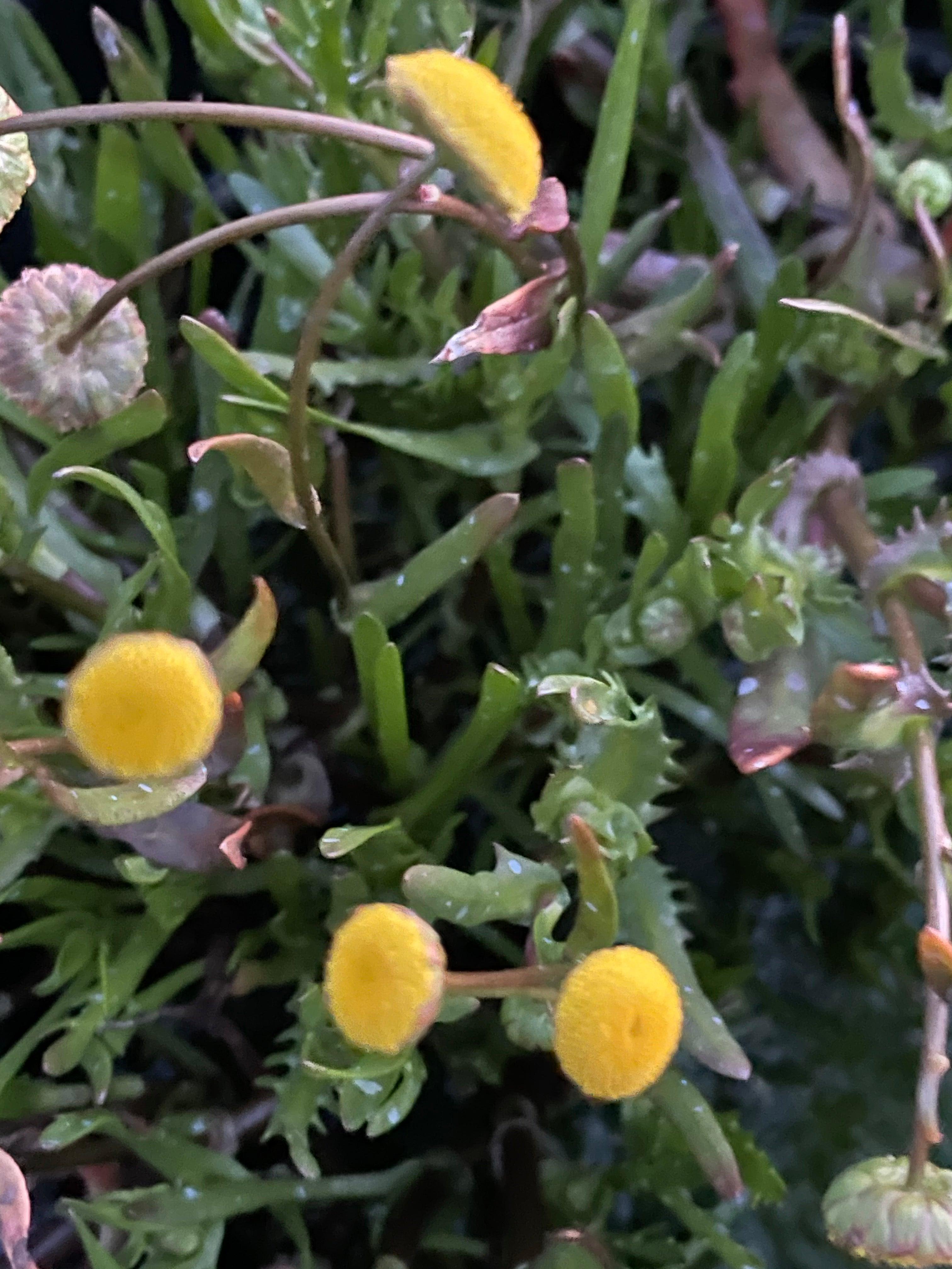 Cortula coronopifolia 'Brass Buttons' (Bare Root) - Play It Koi