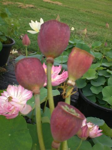 Crab Claws Red Lotus (Bare Root) - Play It Koi