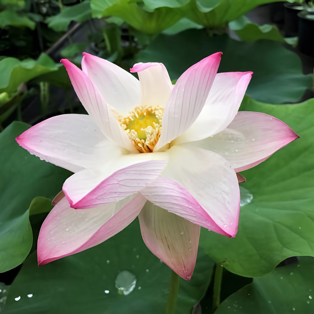 Cranberry Kiss Lotus (Bare Root) - Play It Koi