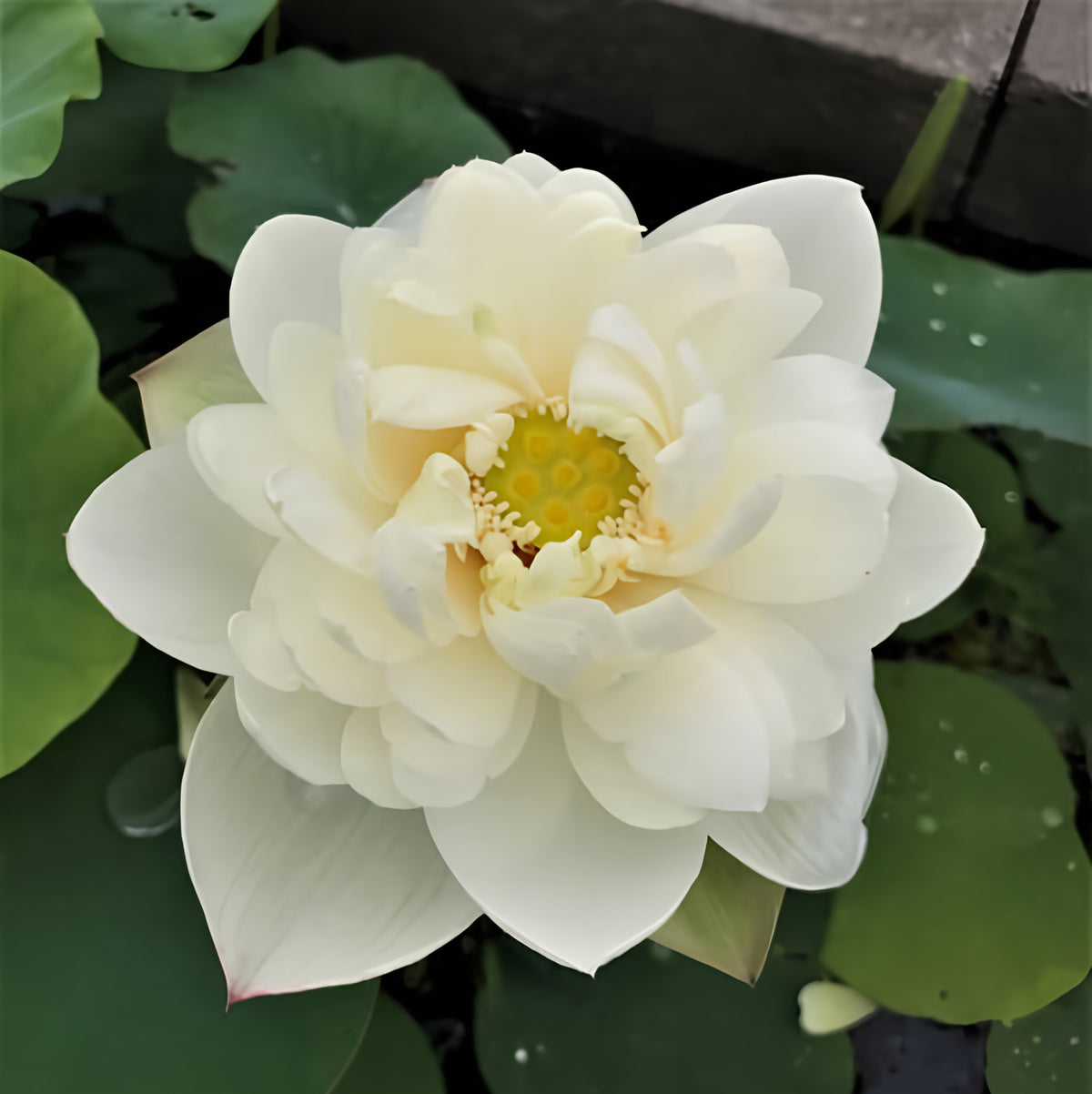 Cui Yun 13B Lotus (Bare Root) - Play It Koi
