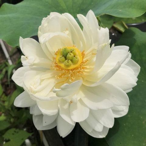 Cui Yun 13B Lotus (Bare Root) - Play It Koi