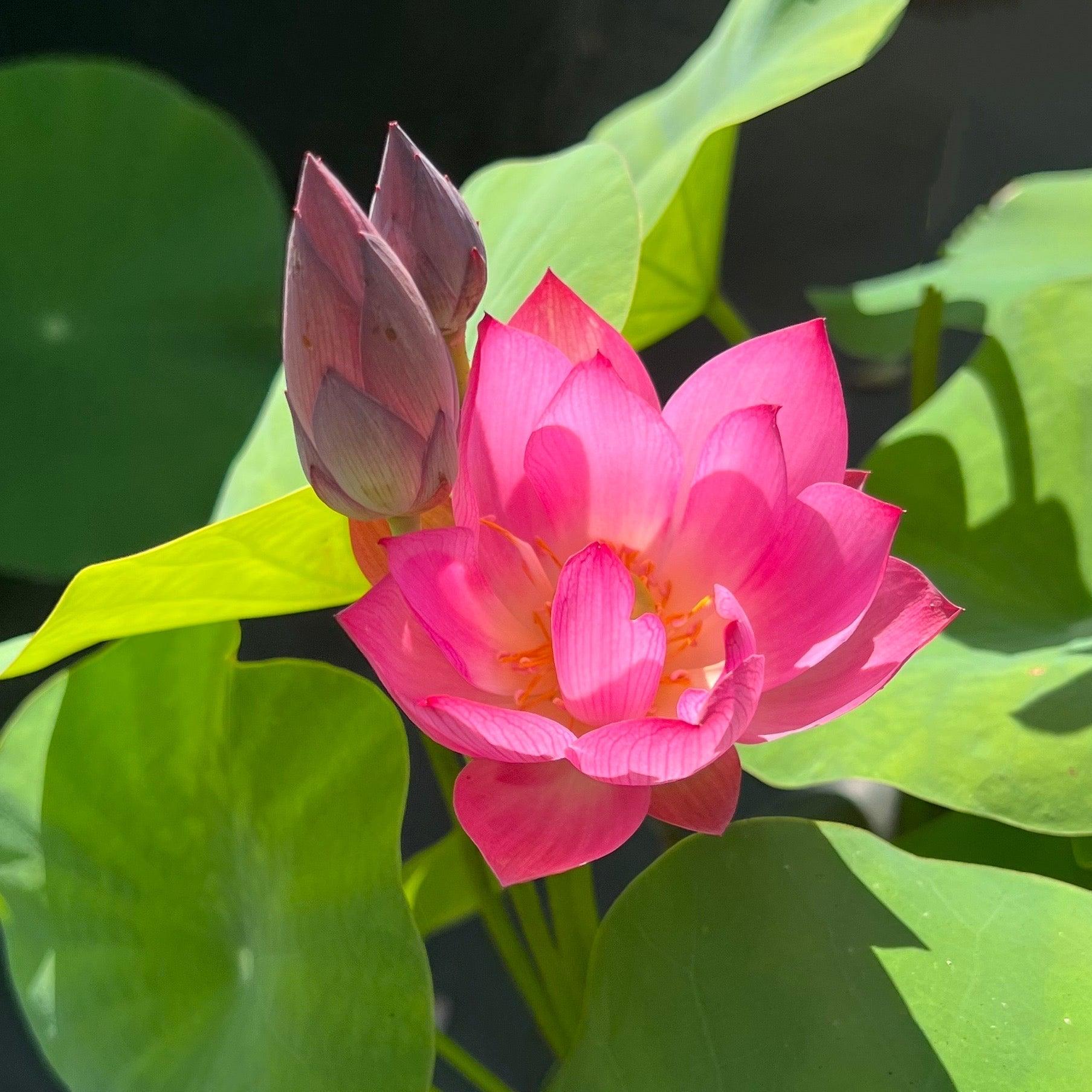 Cute Kid Mini Lotus Lotus (Bare Root) - Play It Koi
