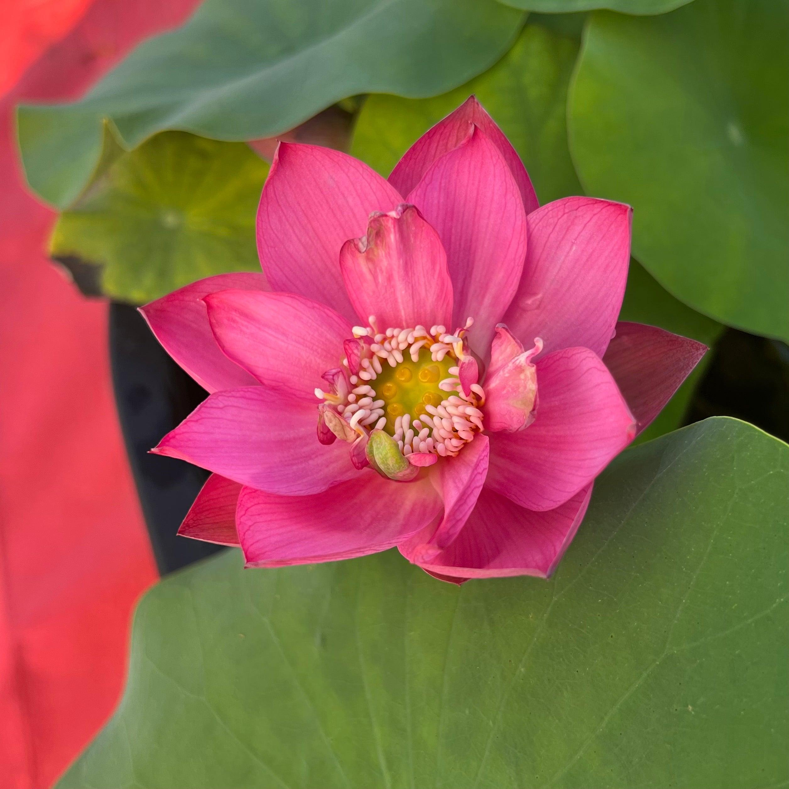 Cute Kid Mini Lotus Lotus (Bare Root) - Play It Koi