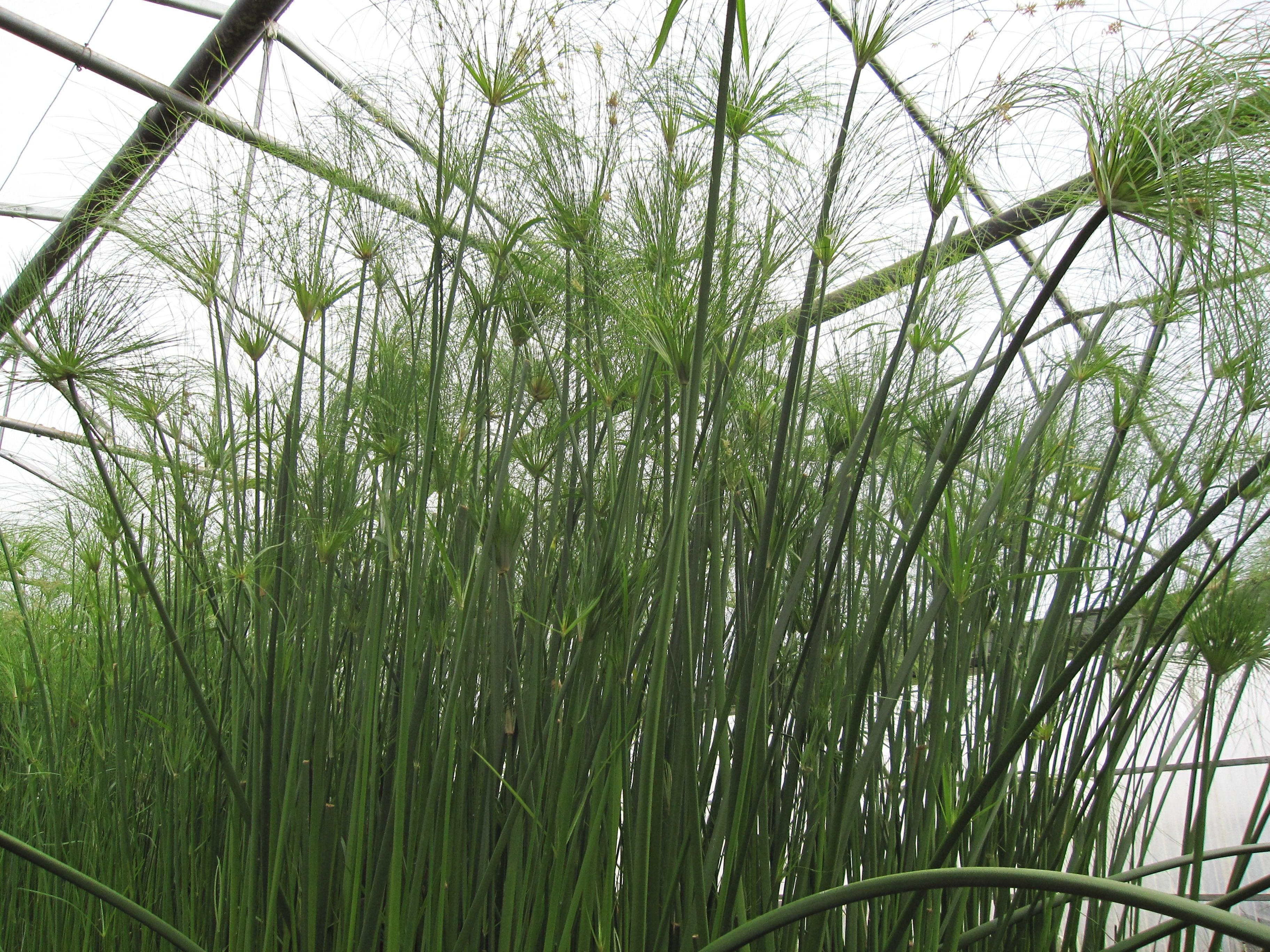 Cyperus papyrus 'Egyptian Paper Plant' (Bare Root) - Play It Koi