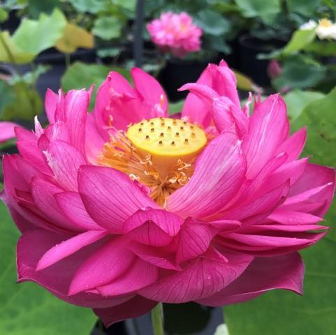 DaBear - Roll, Tide, Roll - Lotus (Bare Root) - Play It Koi