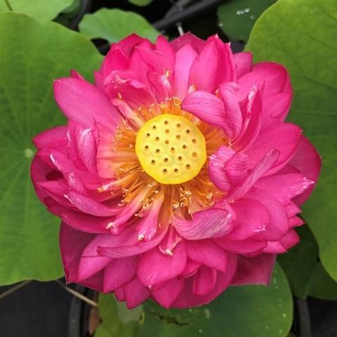 DaBear - Roll, Tide, Roll - Lotus (Bare Root) - Play It Koi