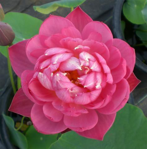 DaBear - Roll, Tide, Roll - Lotus (Bare Root) - Play It Koi