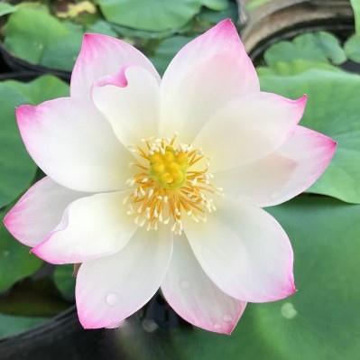 Dancing in Jade Tower Lotus (Bare Root) - Play It Koi