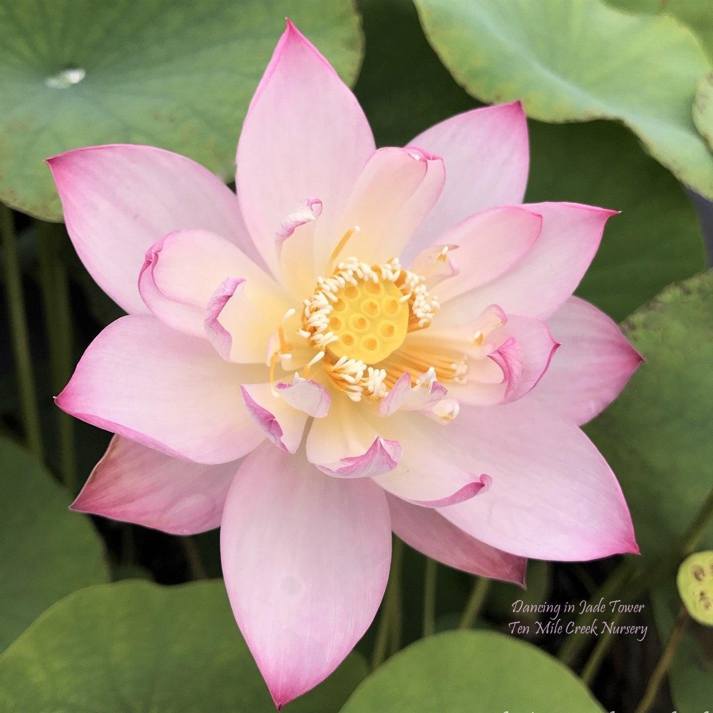 Dancing in Jade Tower Lotus (Bare Root) - Play It Koi