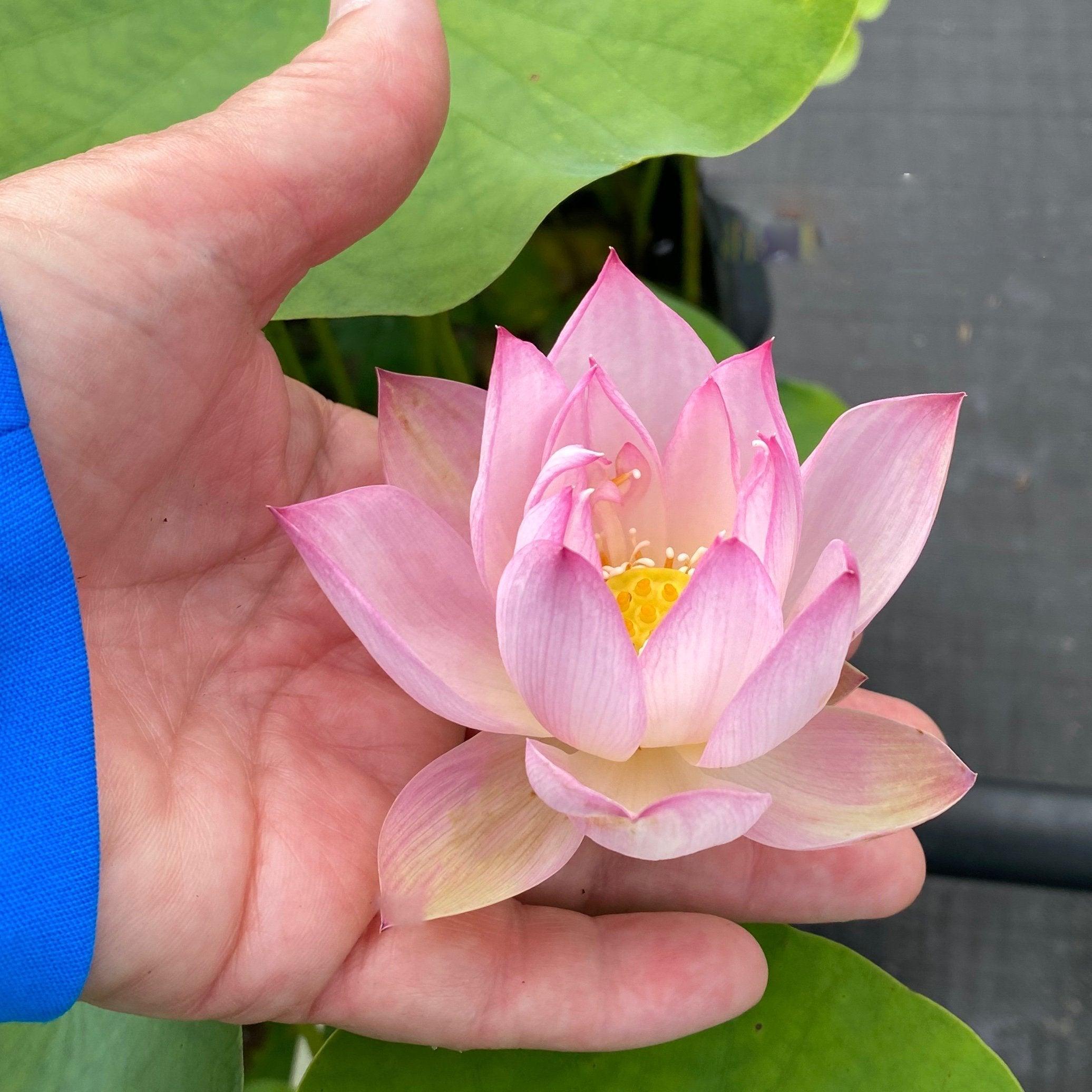 Dancing in Jade Tower Lotus (Bare Root) - Play It Koi