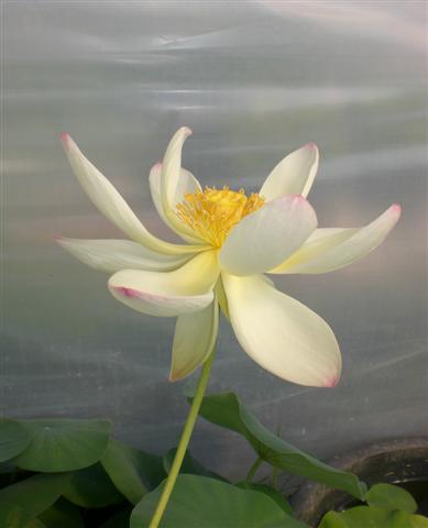 Dancing Phoenix Lotus (Bare Root) - Play It Koi