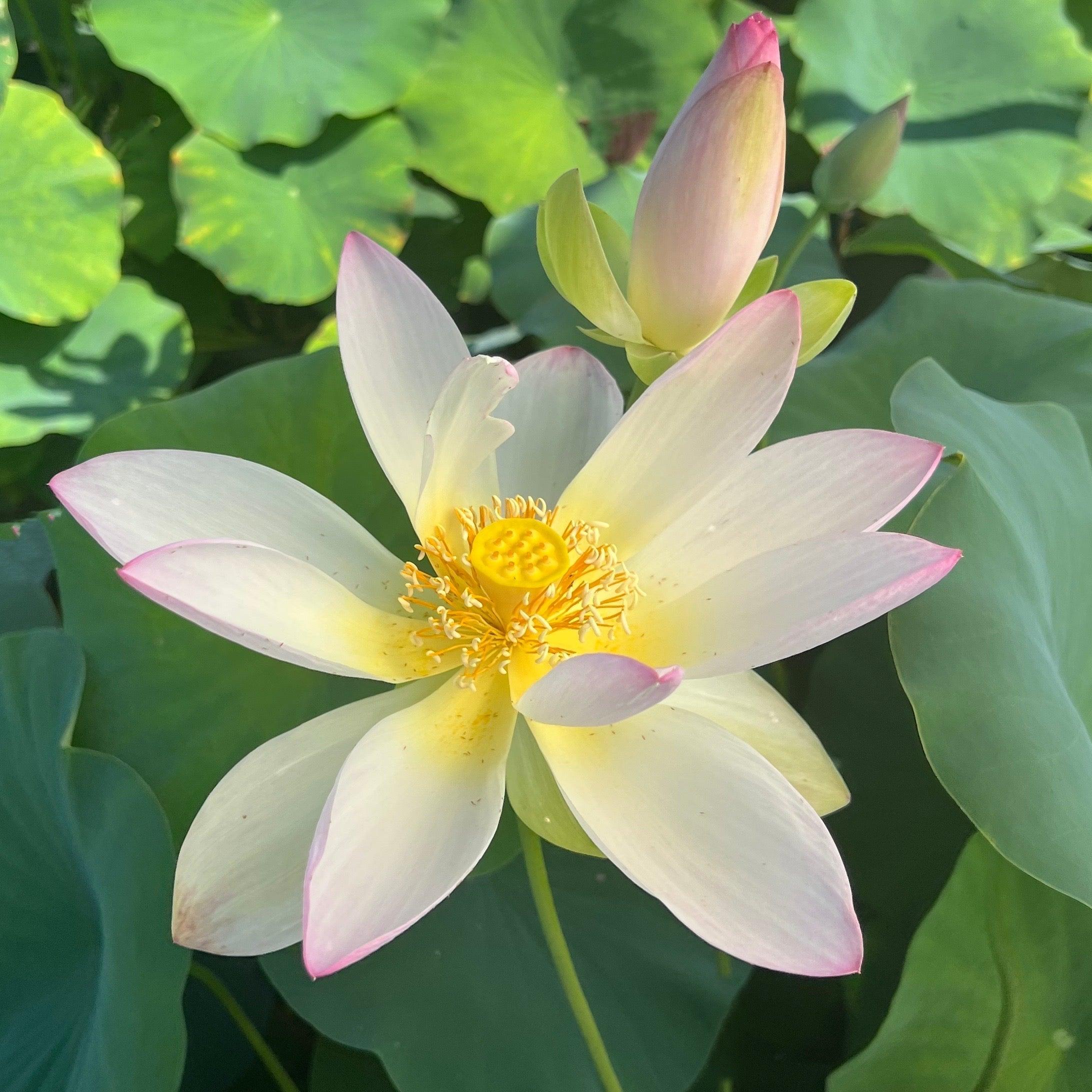 Dancing Phoenix Lotus (Bare Root) - Play It Koi