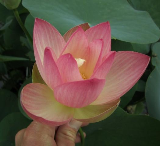 Dancing Phoenix Lotus (Bare Root) - Play It Koi