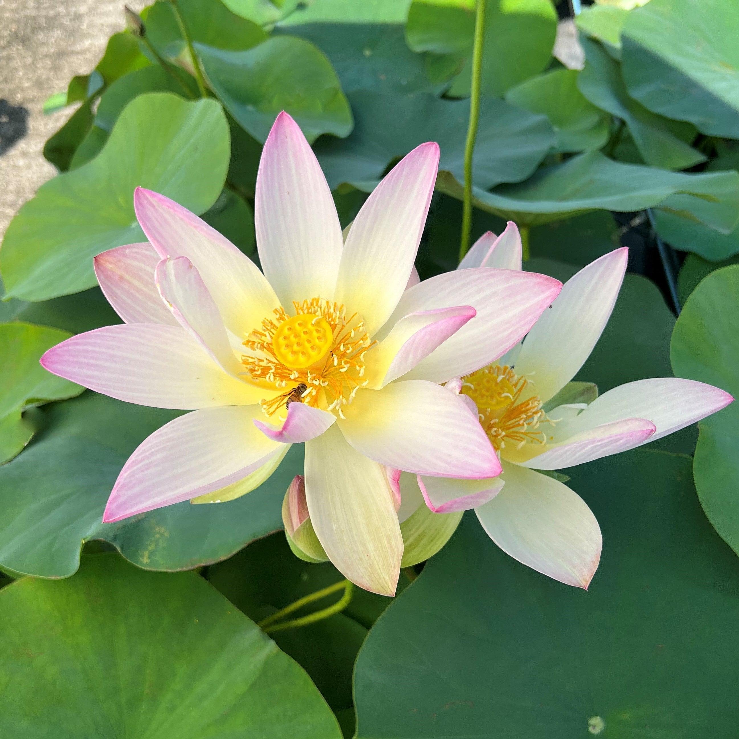 Dancing Phoenix Lotus (Bare Root) - Play It Koi