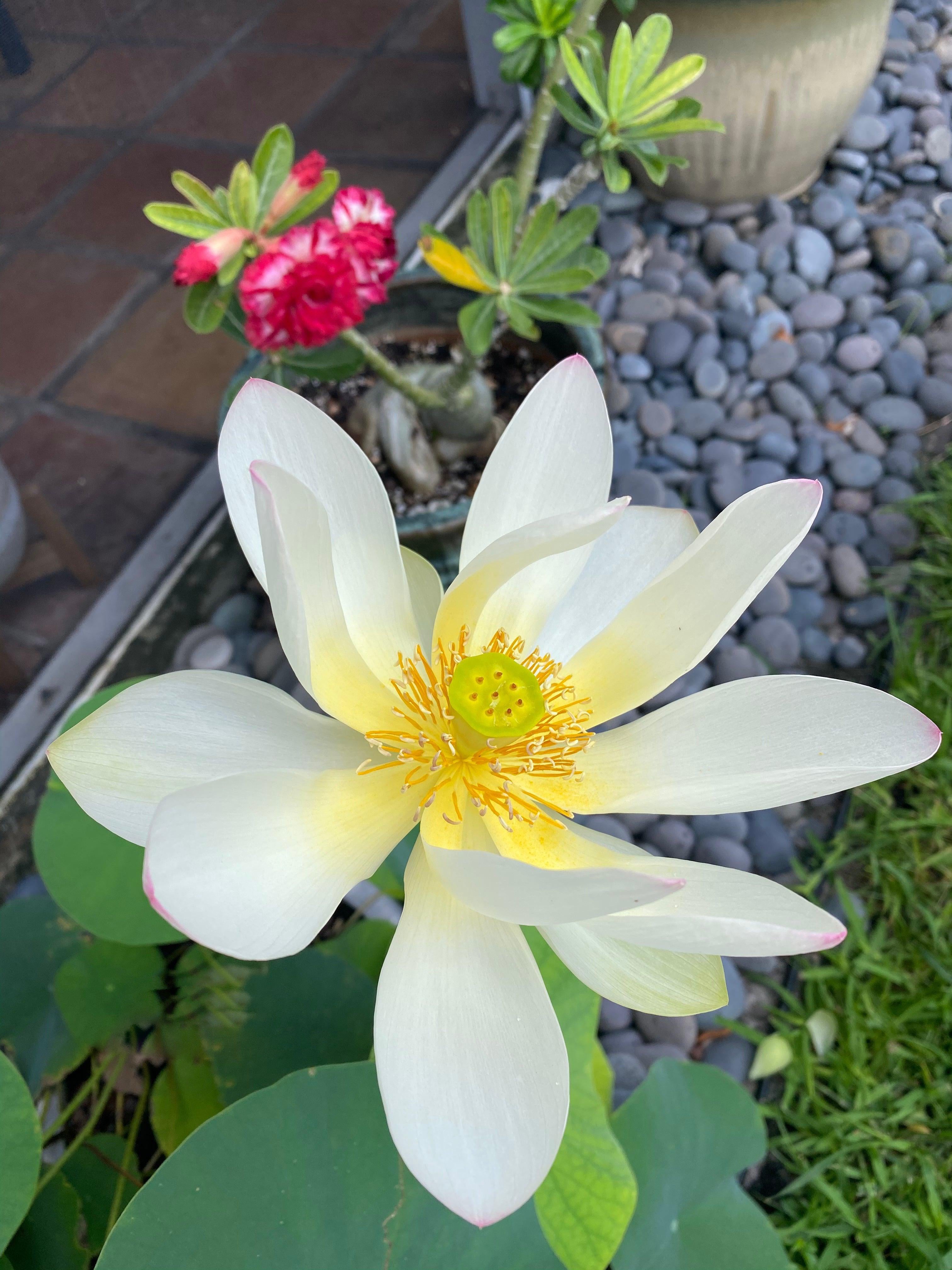Dancing Phoenix Lotus (Bare Root) - Play It Koi