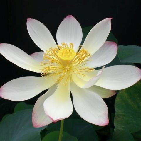 Dancing Phoenix Lotus (Bare Root) - Play It Koi