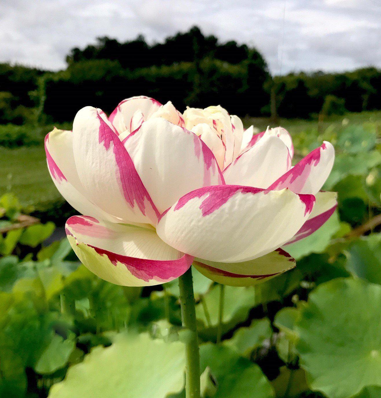 Dasajin Lotus (Bare Root) - Play It Koi