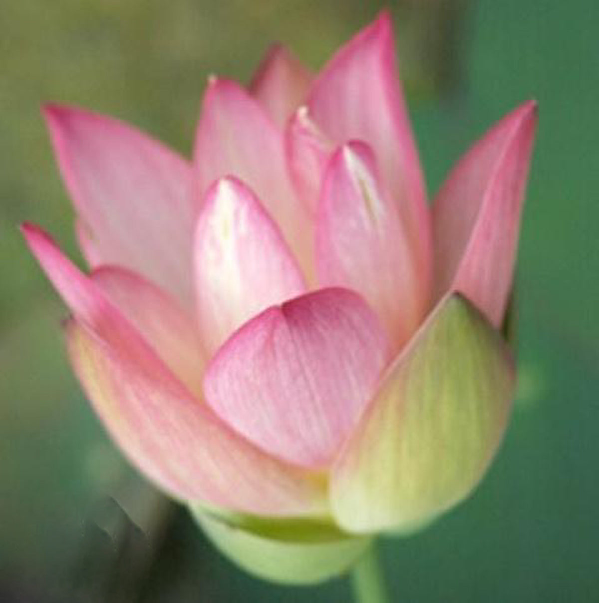 Decorated Lantern Lotus (Bare Root) - Play It Koi