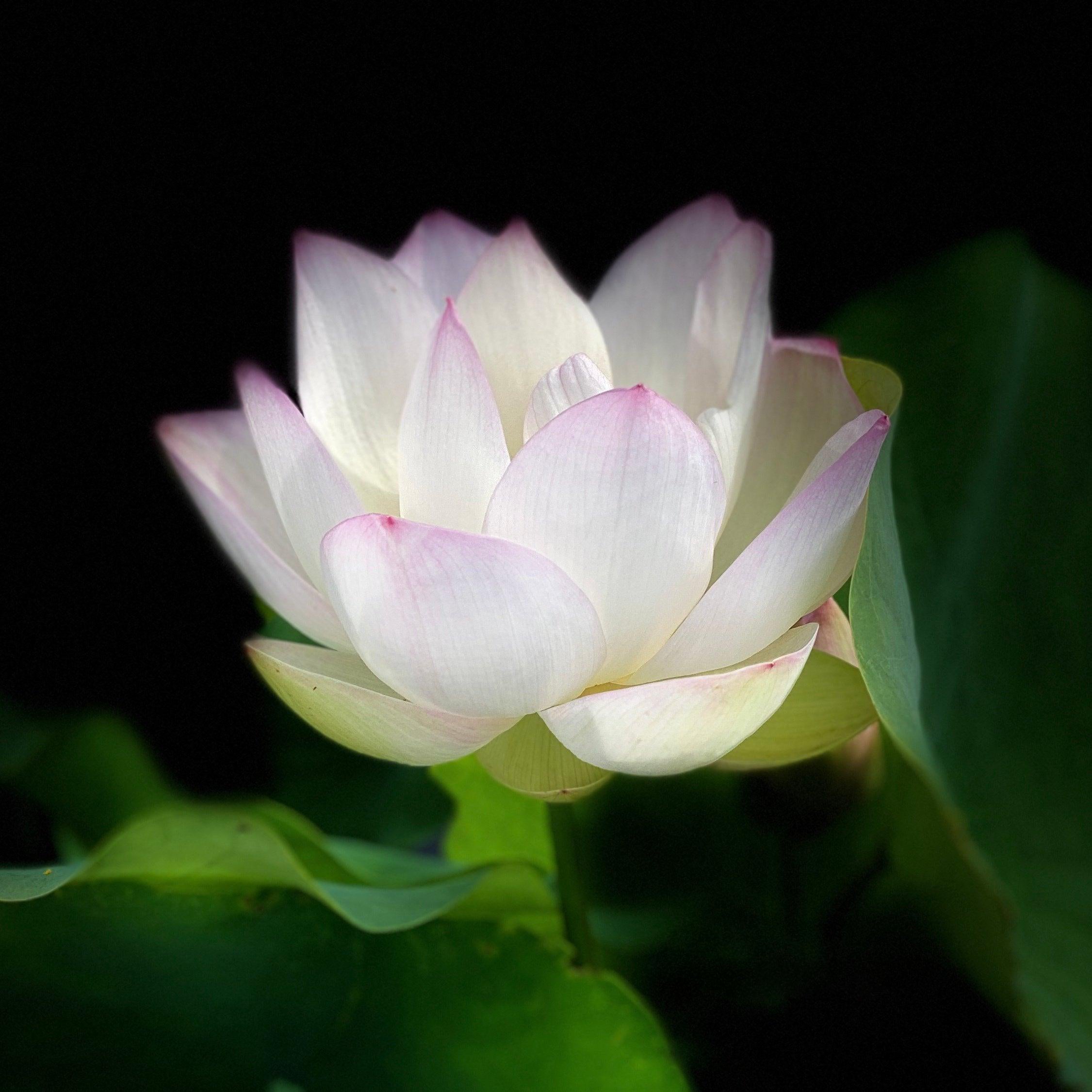 Decorated Lantern Lotus (Bare Root) - Play It Koi