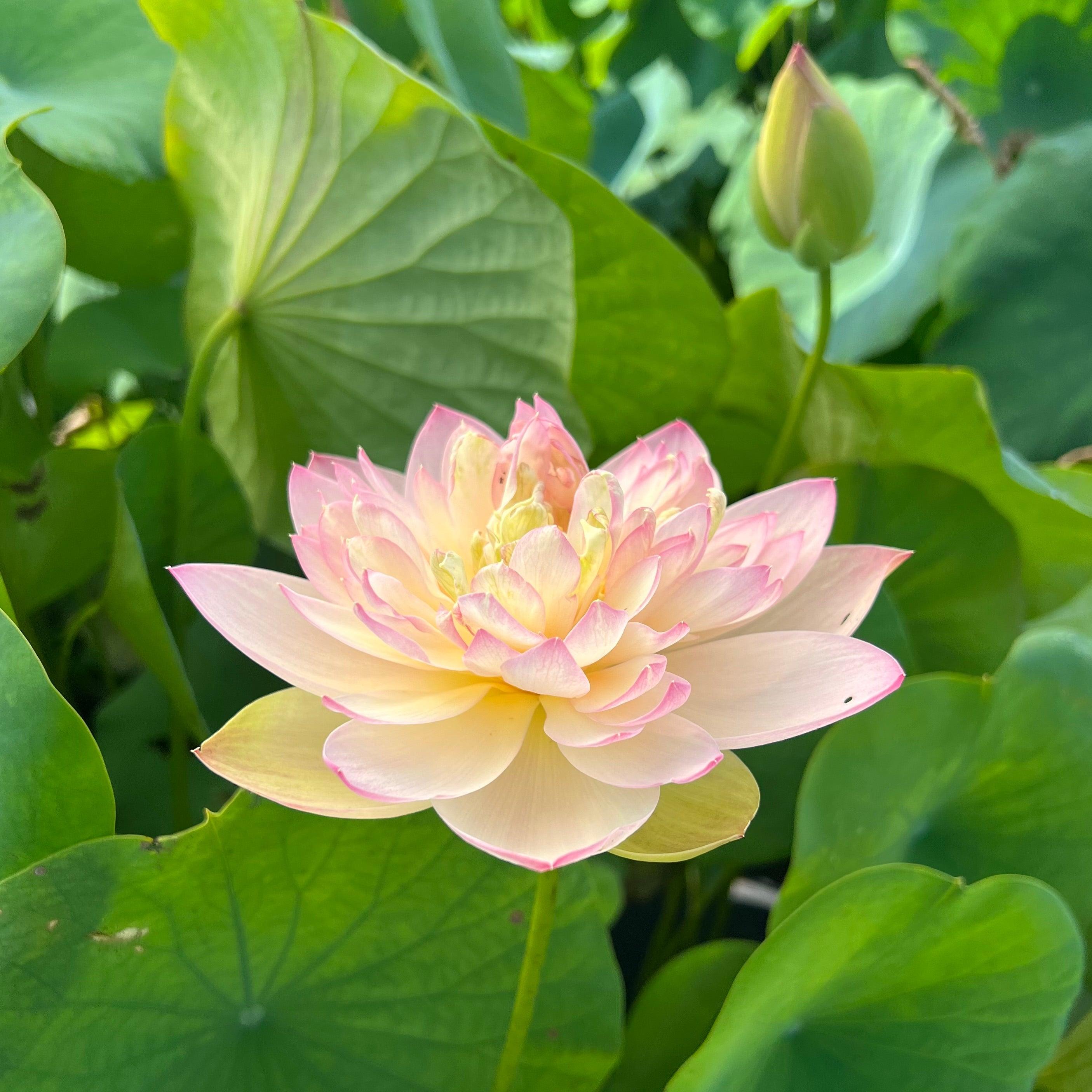 Delicate & Pretty Lotus (Bare Root) - Play It Koi