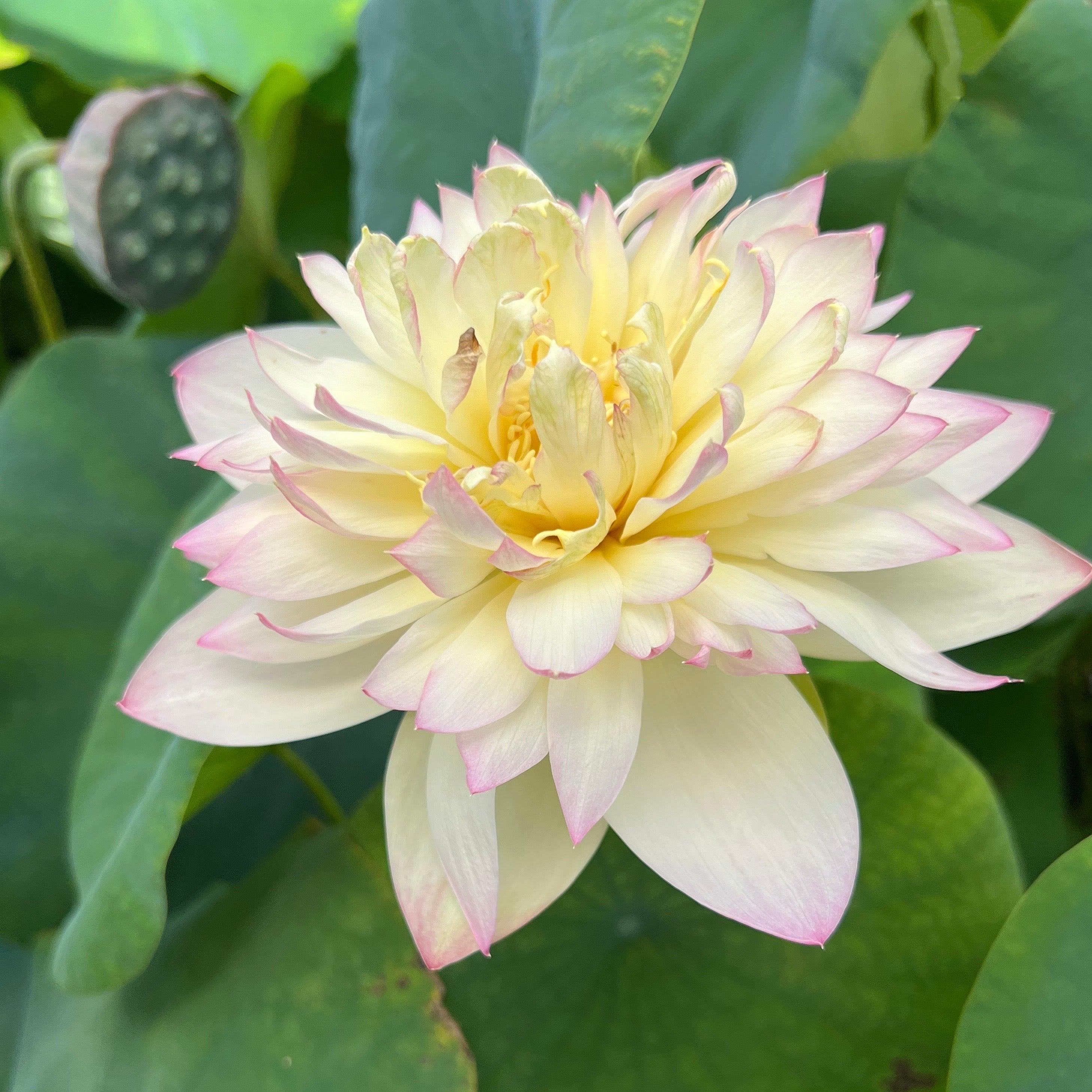 Delicate & Pretty Lotus (Bare Root) - Play It Koi