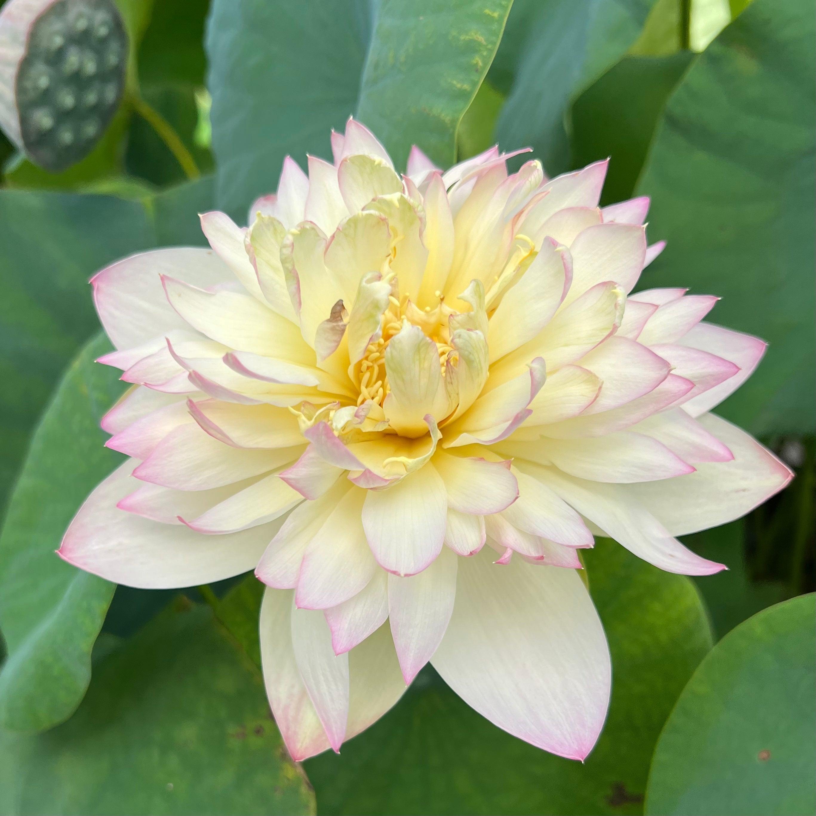 Delicate & Pretty Lotus (Bare Root) - Play It Koi