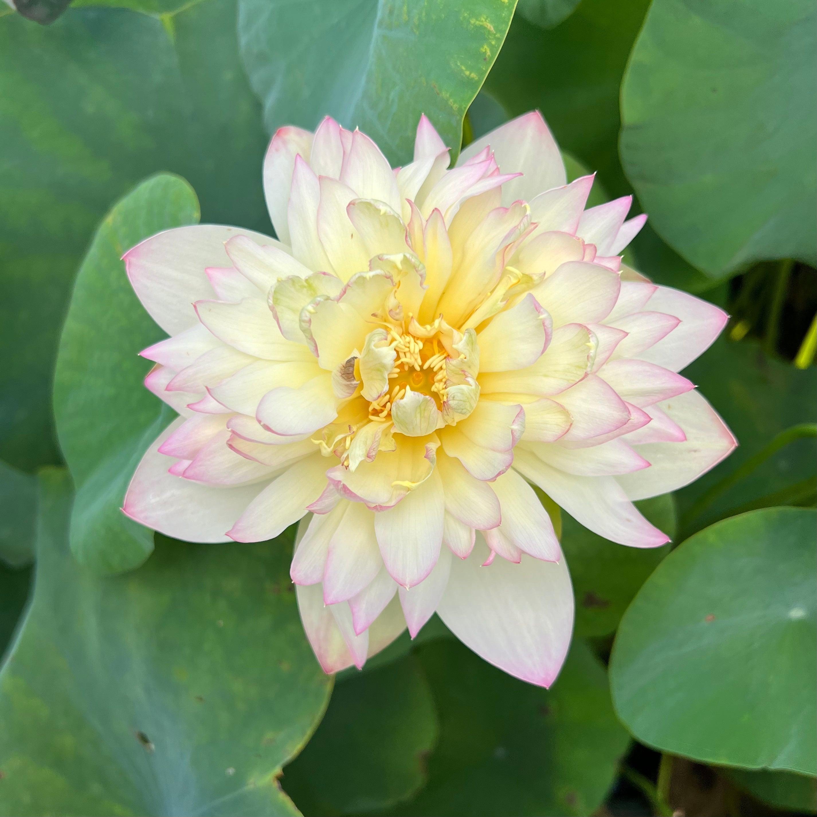 Delicate & Pretty Lotus (Bare Root) - Play It Koi