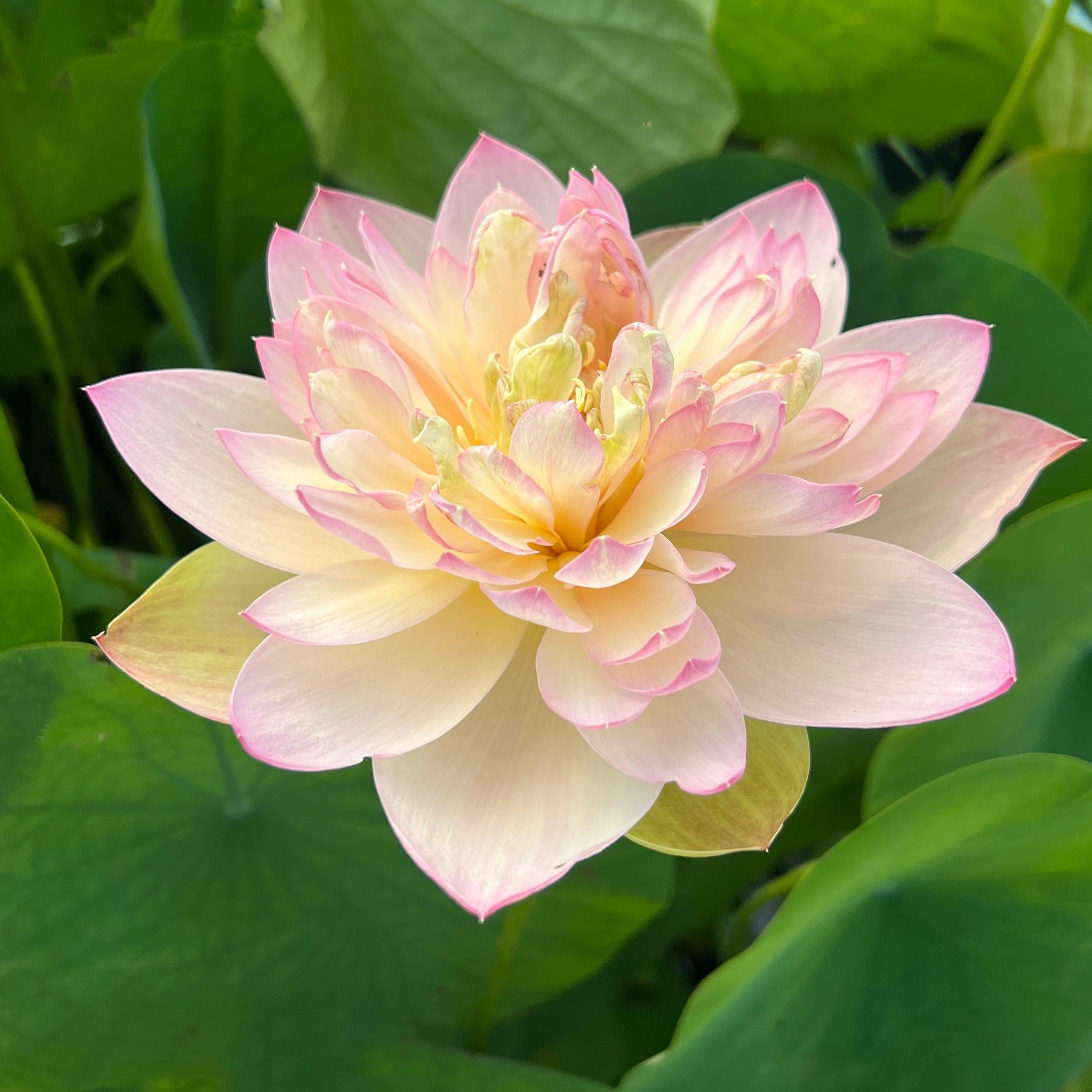 Delicate & Pretty Lotus (Bare Root) - Play It Koi