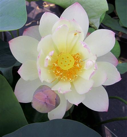 Dense Dew - Fresh as the Morning Dew Lotus (Bare Root) - Play It Koi