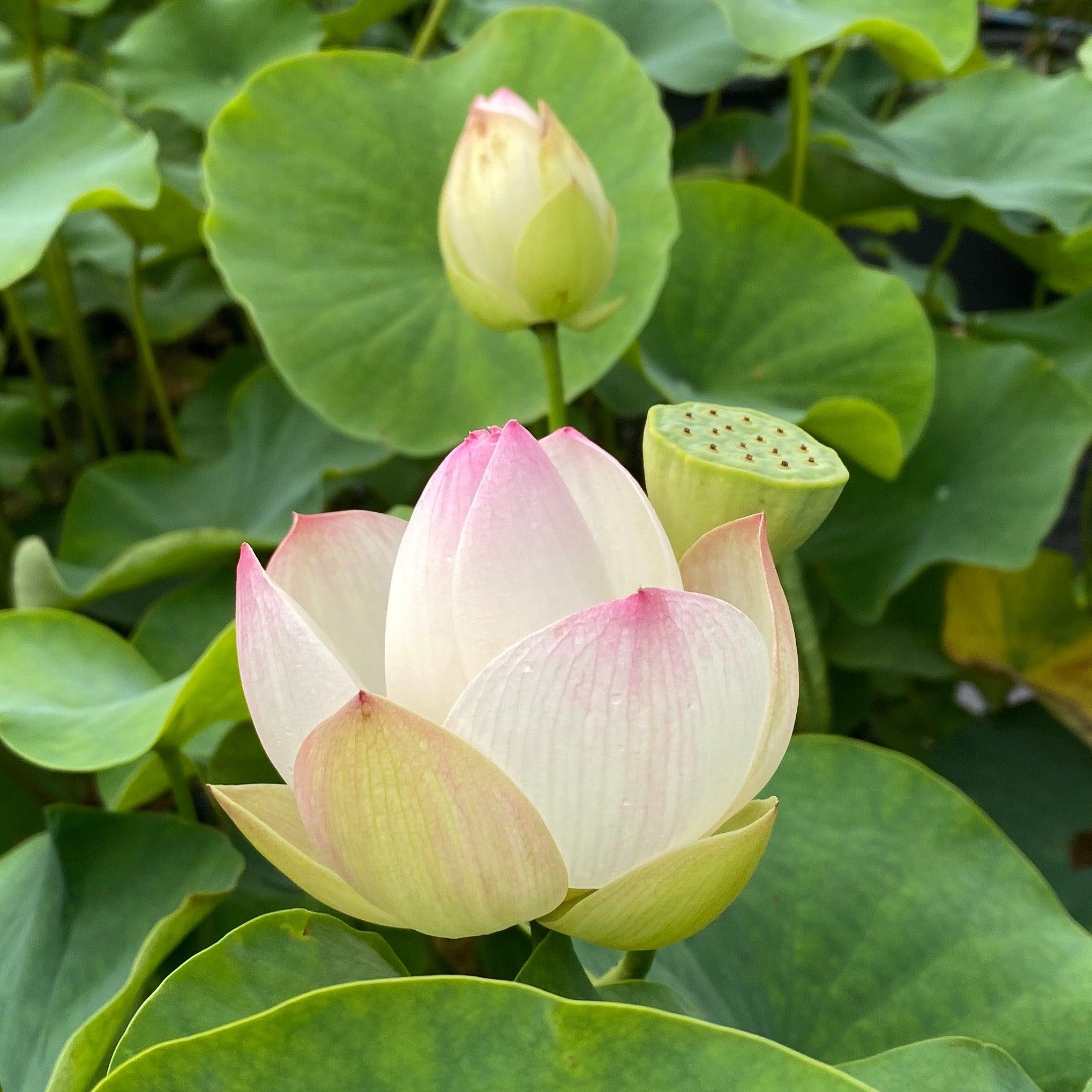 Dense Dew - Fresh as the Morning Dew Lotus (Bare Root) - Play It Koi