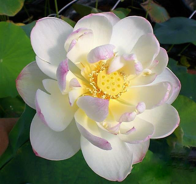 Dense Dew - Fresh as the Morning Dew Lotus (Bare Root) - Play It Koi